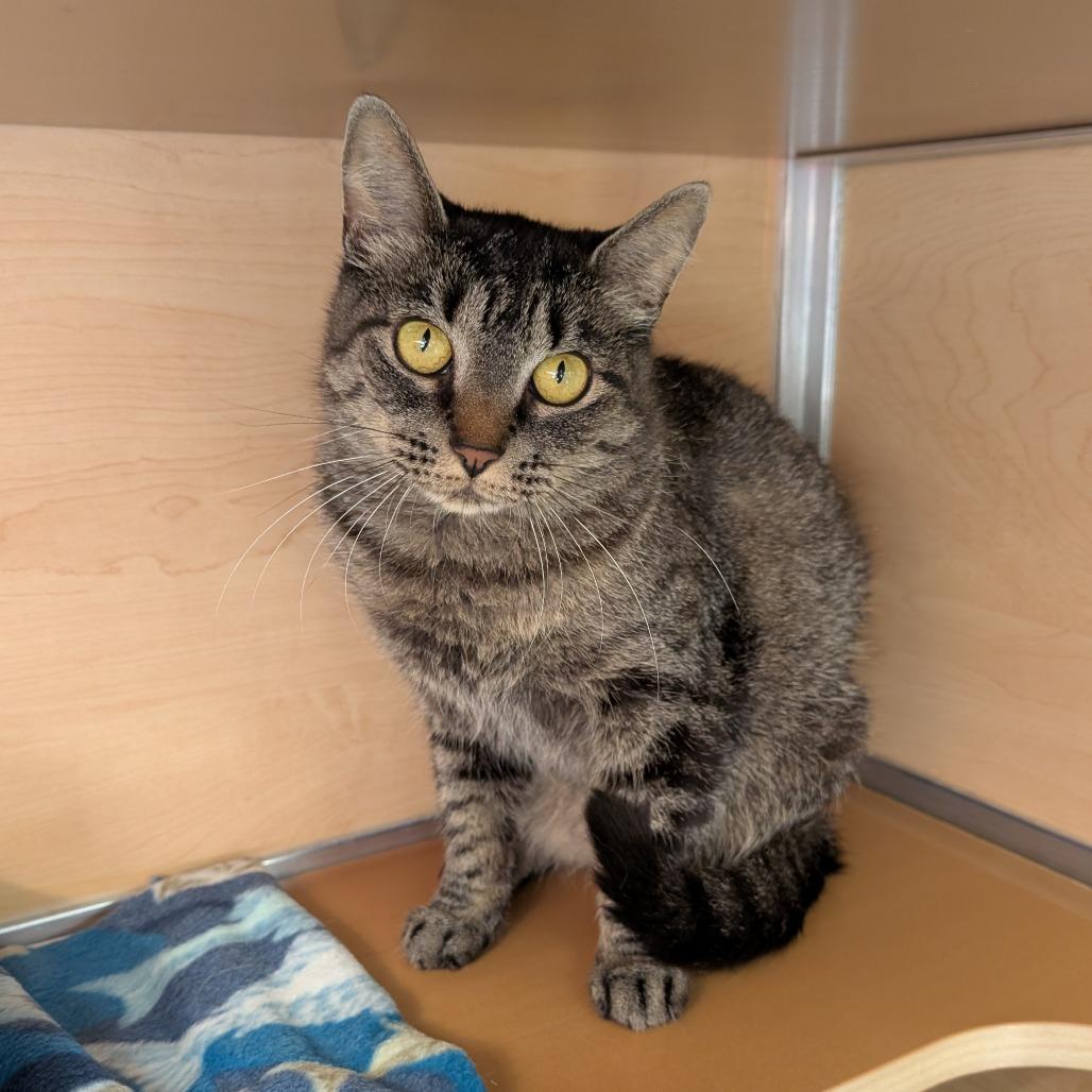 Fran, a Adoptable Domestic Short Hair in Brookfield, WI image 2/3