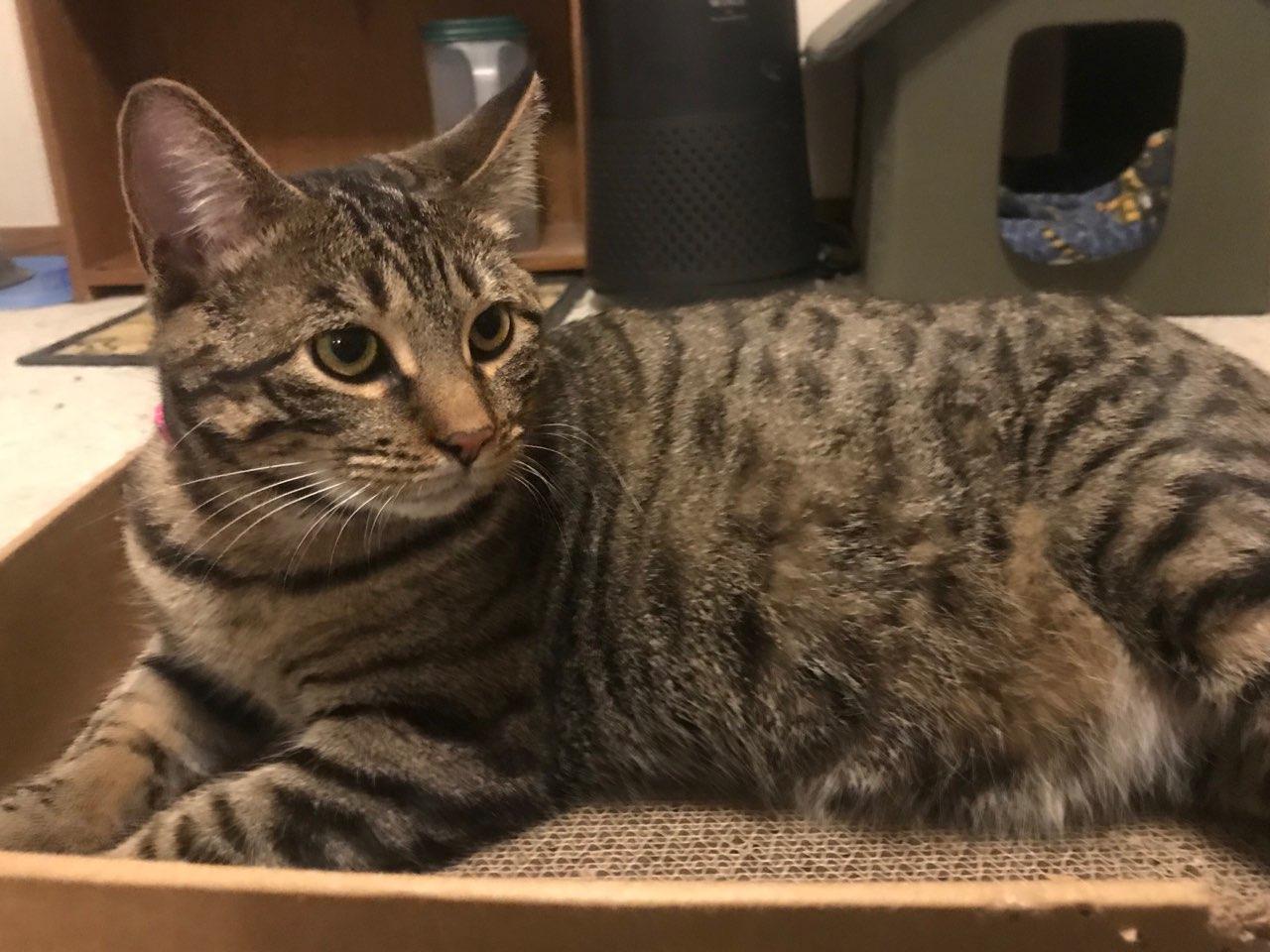 Kelly (Courtesy Post), an adoptable Domestic Short Hair in Janesville, WI, 53547 | Photo Image 1
