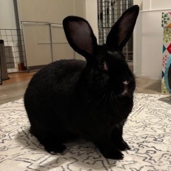 Enlarge Raven, a Adoptable mixed breed in Edina, MN image 3/3