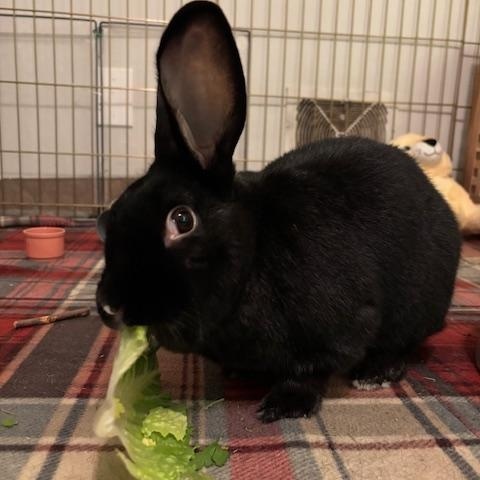 Raven, Adoptable, Adult Female New Zealand.