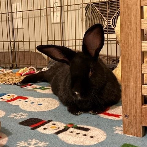 Enlarge Raven, a Adoptable mixed breed in Edina, MN image 2/3