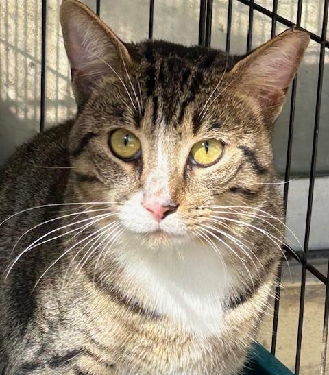 Honey, Adoptable, Adult Male Tabby.