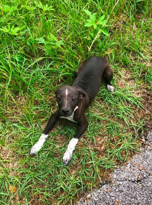 Enlarge Jack Jack in LA, a Adoptable Mixed Breed in Cranston, RI image 2/3