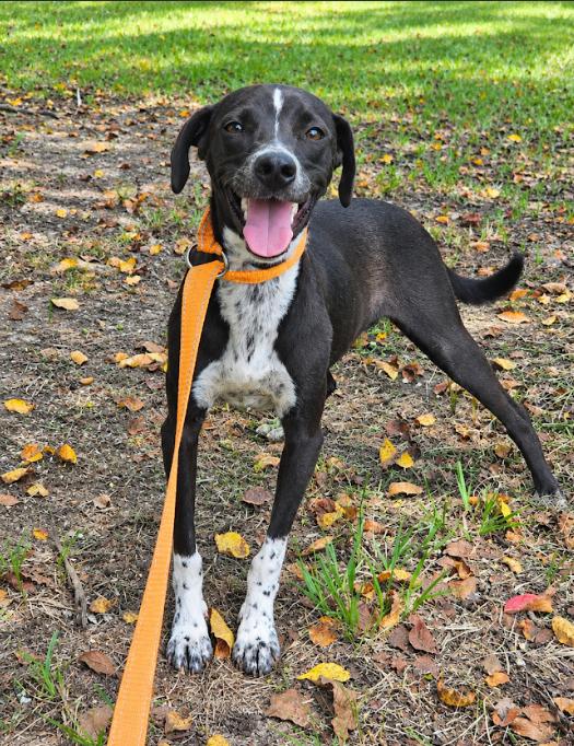 Enlarge Jack Jack in LA, a Adoptable Mixed Breed in Cranston, RI image 3/3