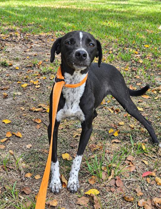 Jack Jack in LA, Adoptable, Young Male Mixed Breed.