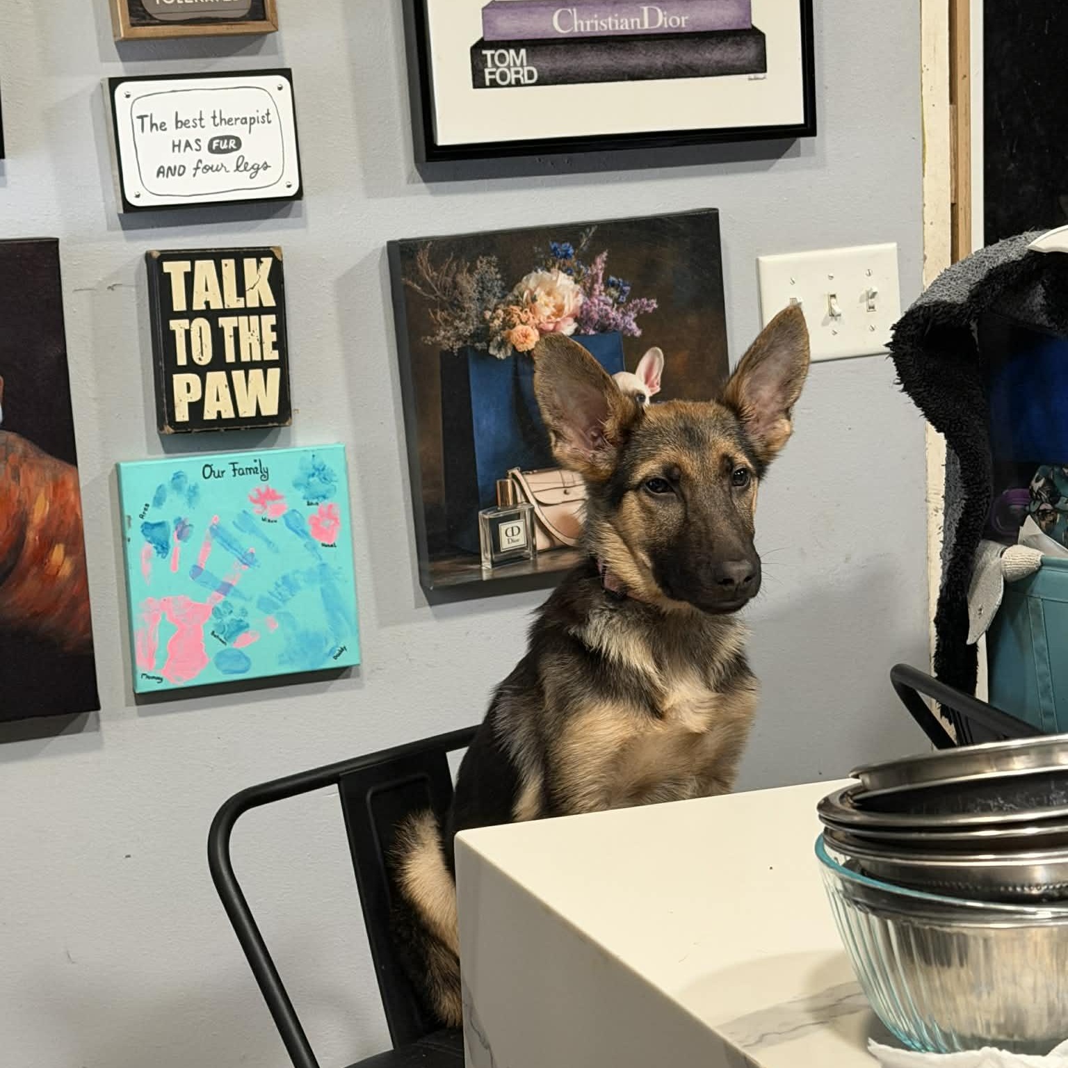 Enlarge NALA, a Adopted German Shepherd Dog in Ann Arbor, MI image 5/6