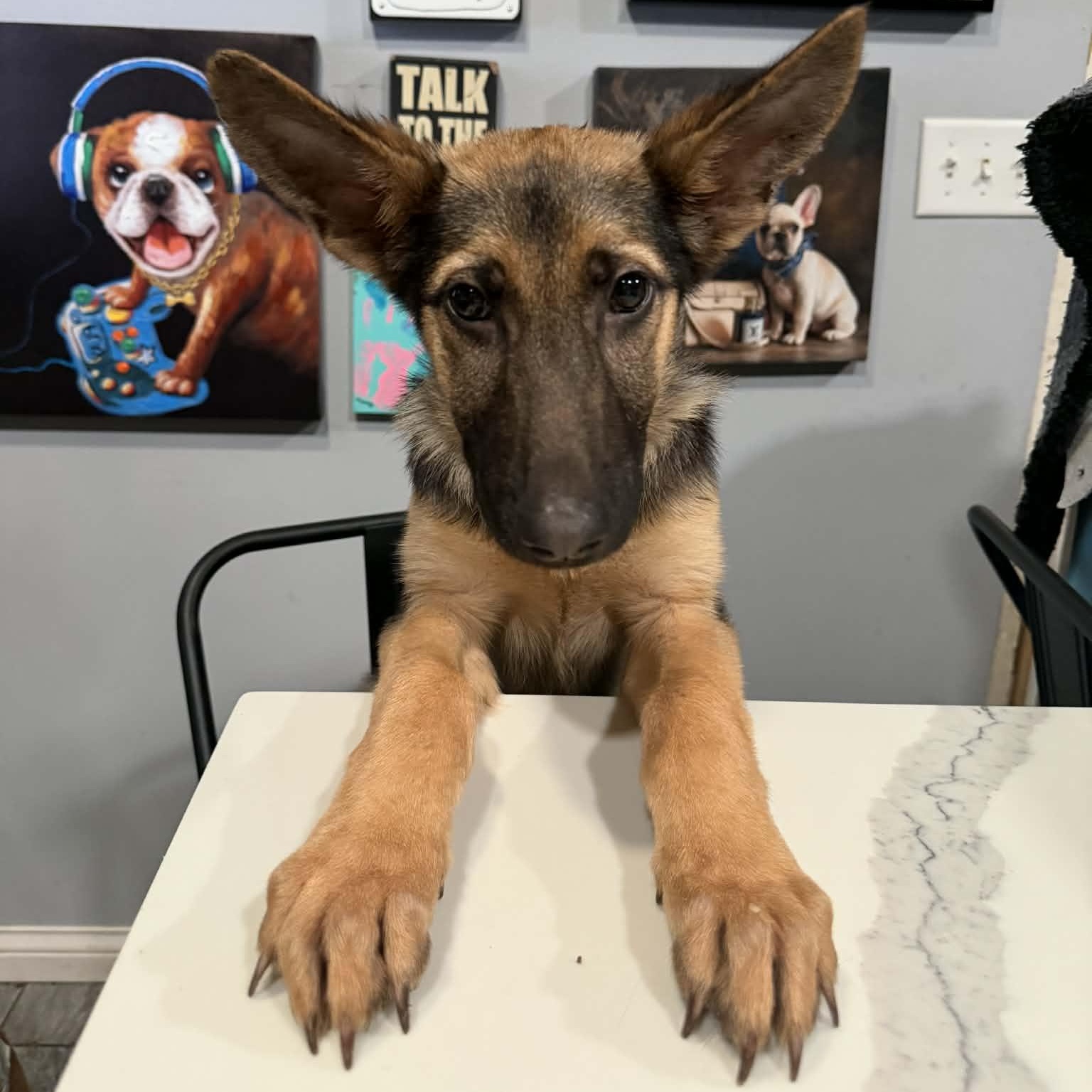 Enlarge NALA, a Adopted German Shepherd Dog in Ann Arbor, MI image 6/6