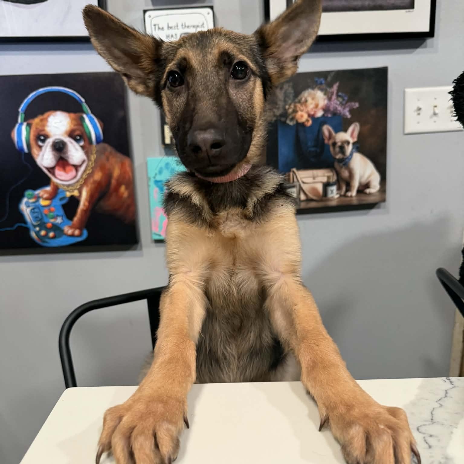Enlarge NALA, a Adopted German Shepherd Dog in Ann Arbor, MI image 2/6