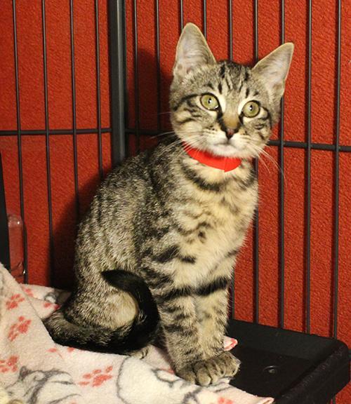 Enlarge Gertie, a Adoptable Domestic Short Hair in Overland Park, KS image 1/3