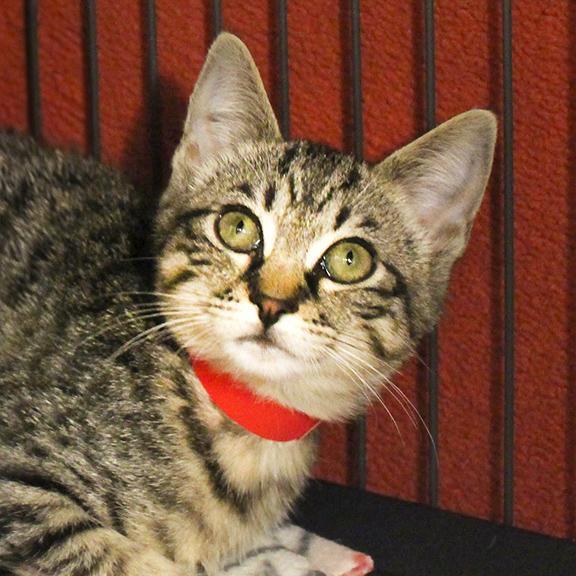 Enlarge Gertie, a Adoptable Domestic Short Hair in Overland Park, KS image 2/3