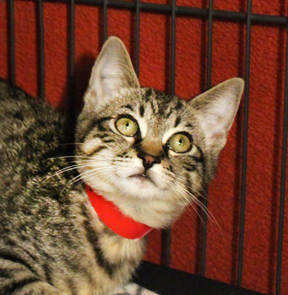 Enlarge Gertie, a Adoptable Domestic Short Hair in Overland Park, KS image 3/3