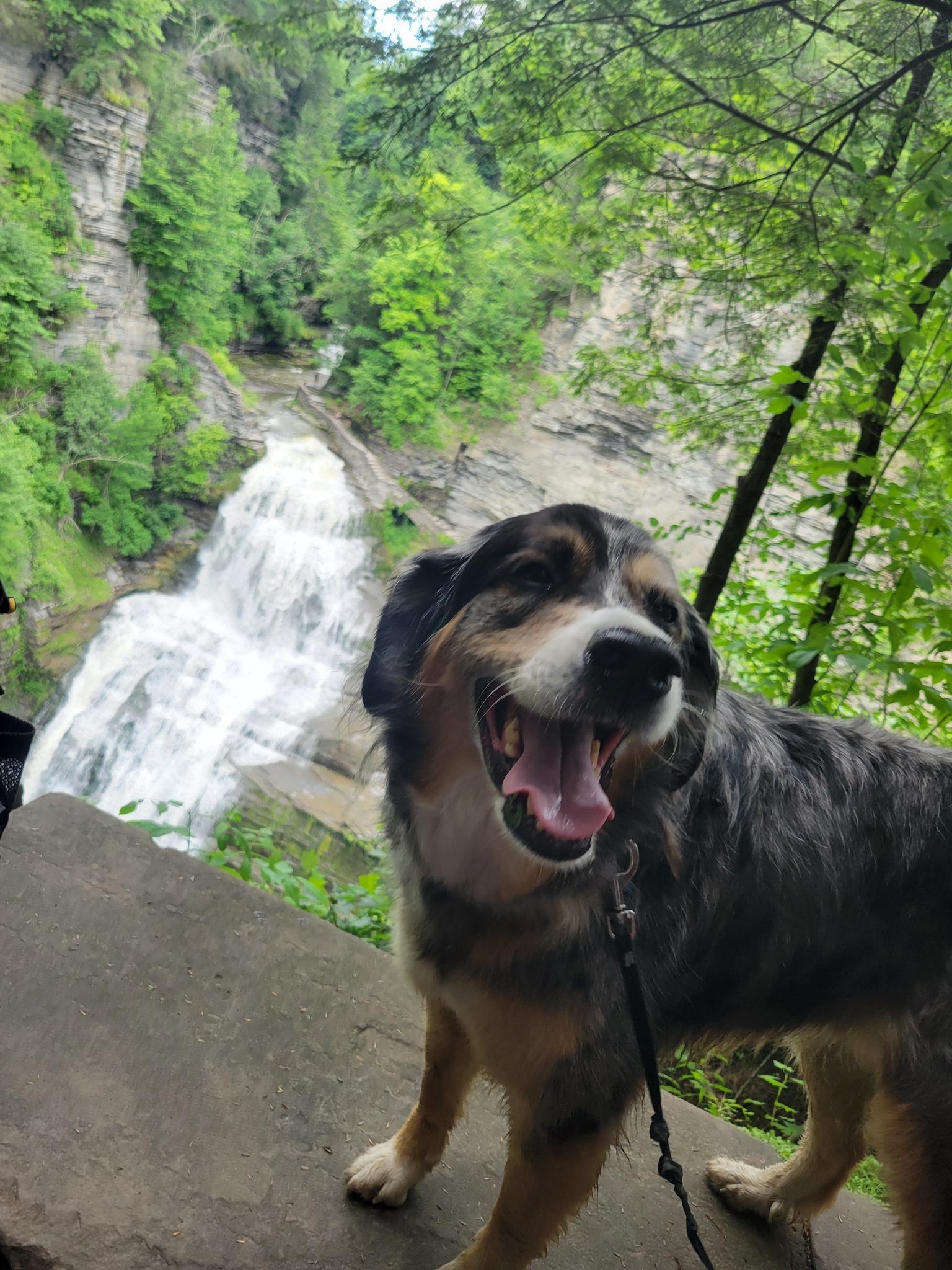 Enlarge Lady, a ADOPTABLE Australian Shepherd in Elk River, MN image 1/2