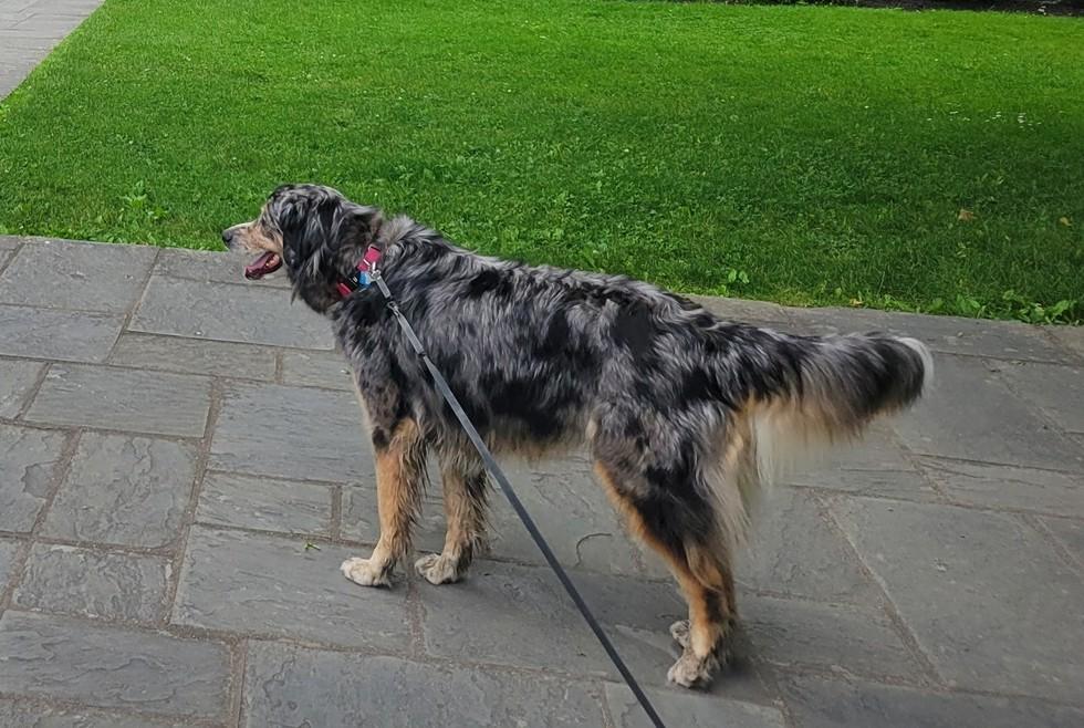 Enlarge Lady, a ADOPTABLE Australian Shepherd in Elk River, MN image 2/2