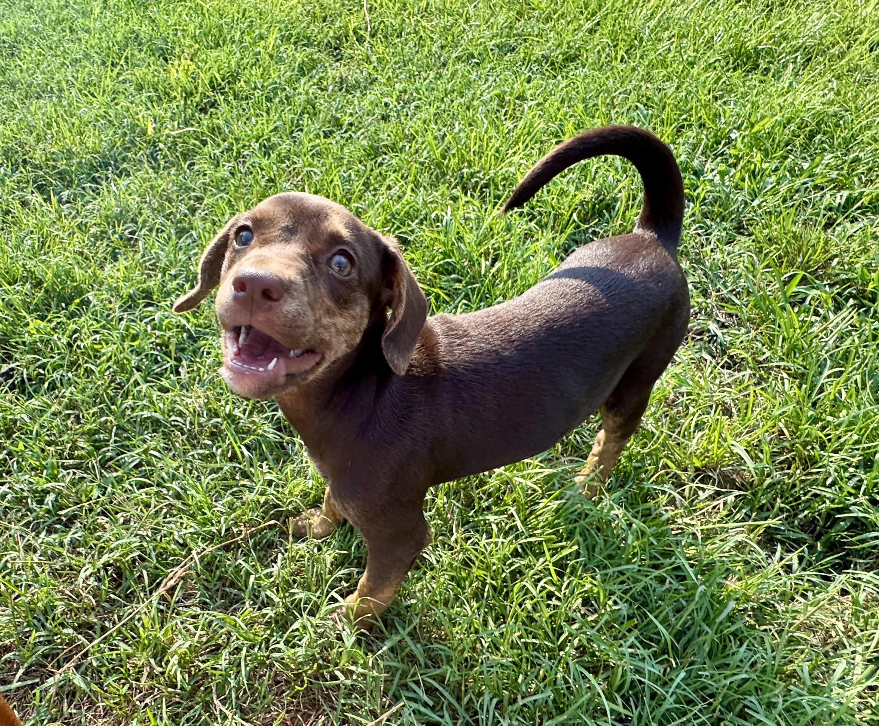 Violet, a ADOPTABLE mixed breed in Maiden, NC image 4/5