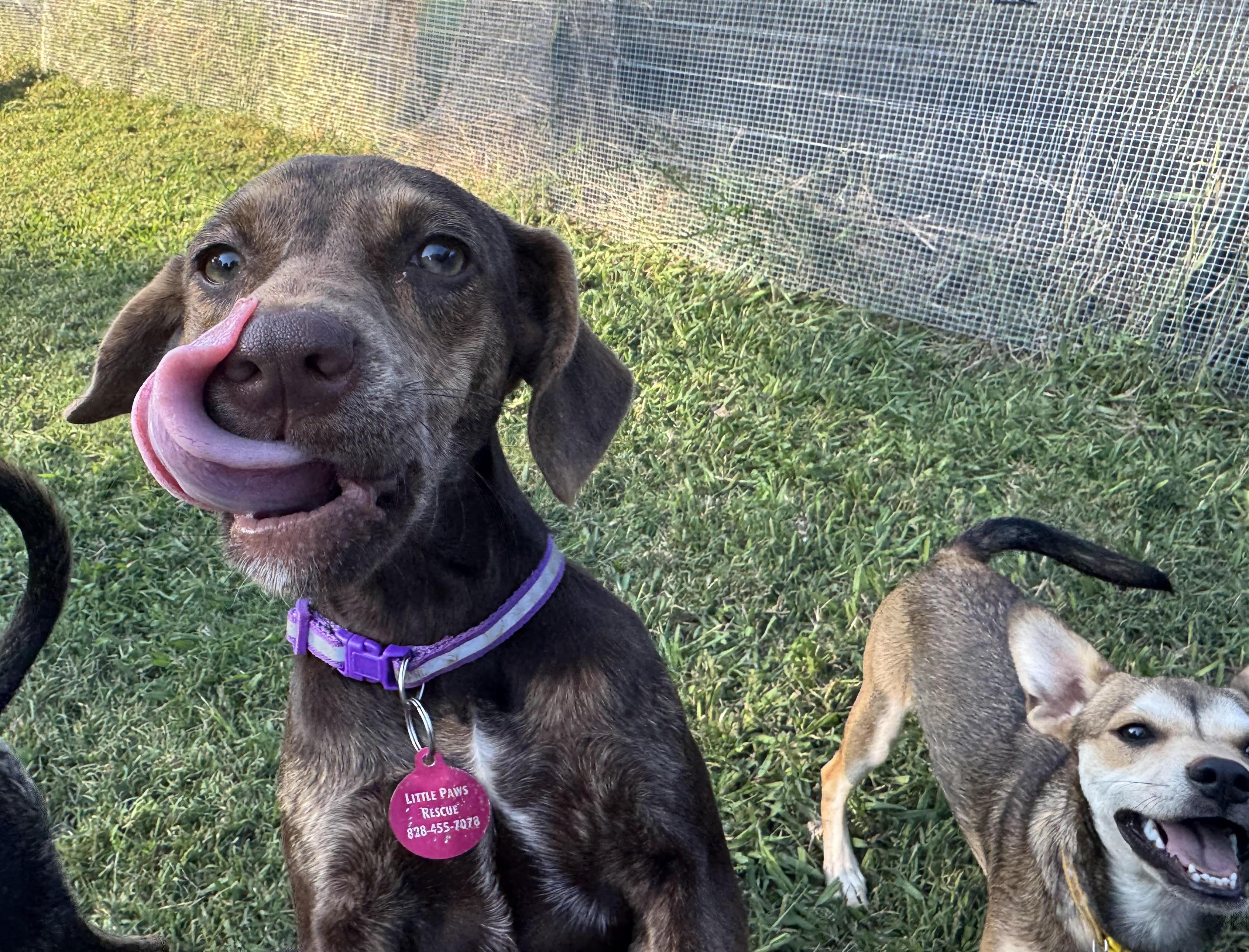 Enlarge Violet, a Adoptable mixed breed in Maiden, NC image 2/5