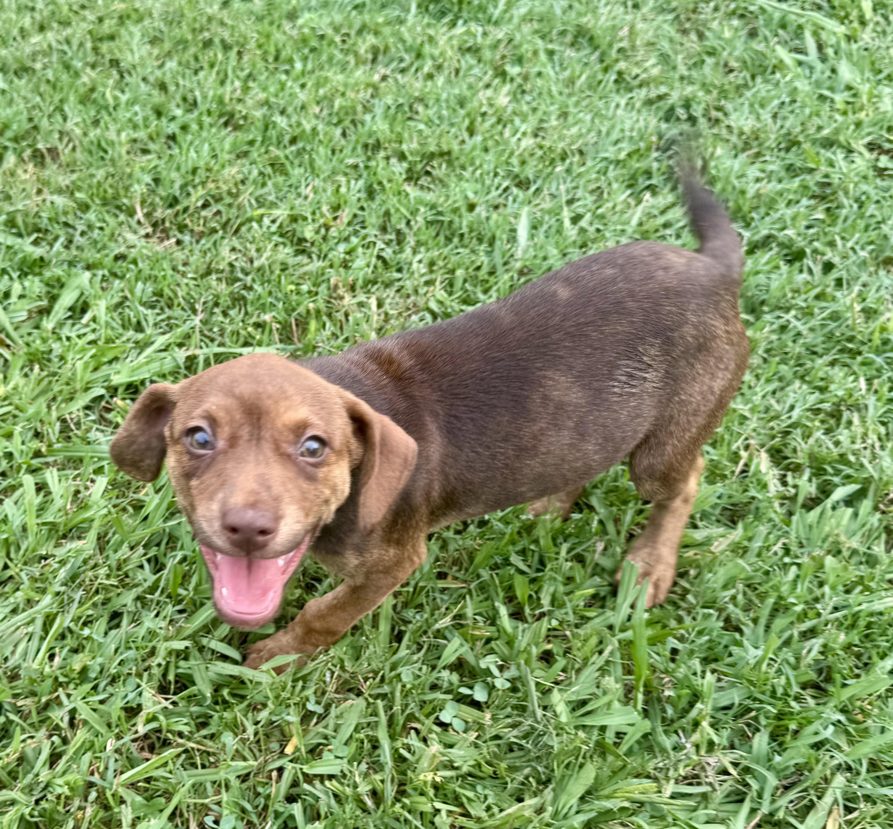 Violet, a ADOPTABLE mixed breed in Maiden, NC image 3/5