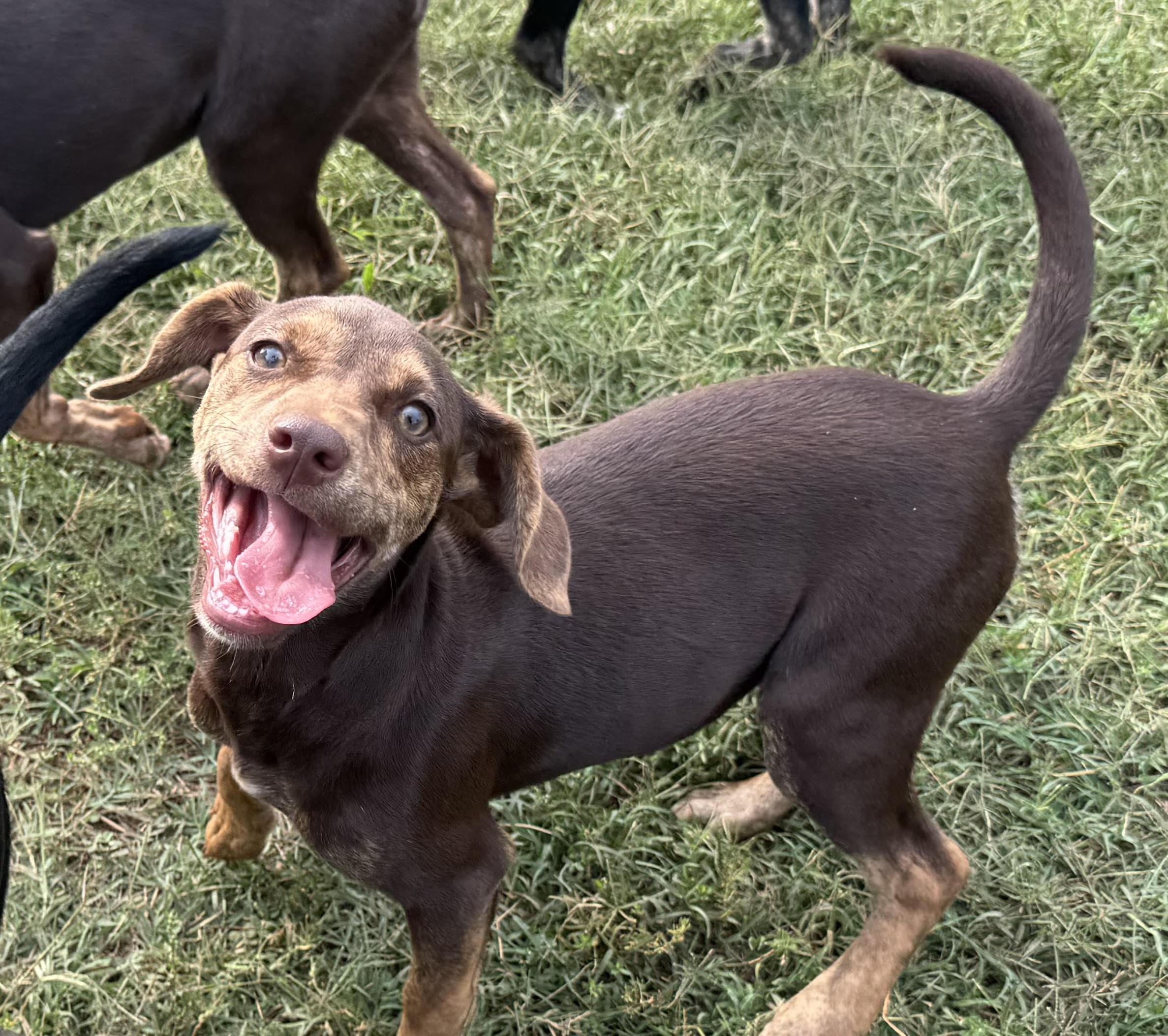 Enlarge Violet, a ADOPTABLE mixed breed in Maiden, NC image 6/6
