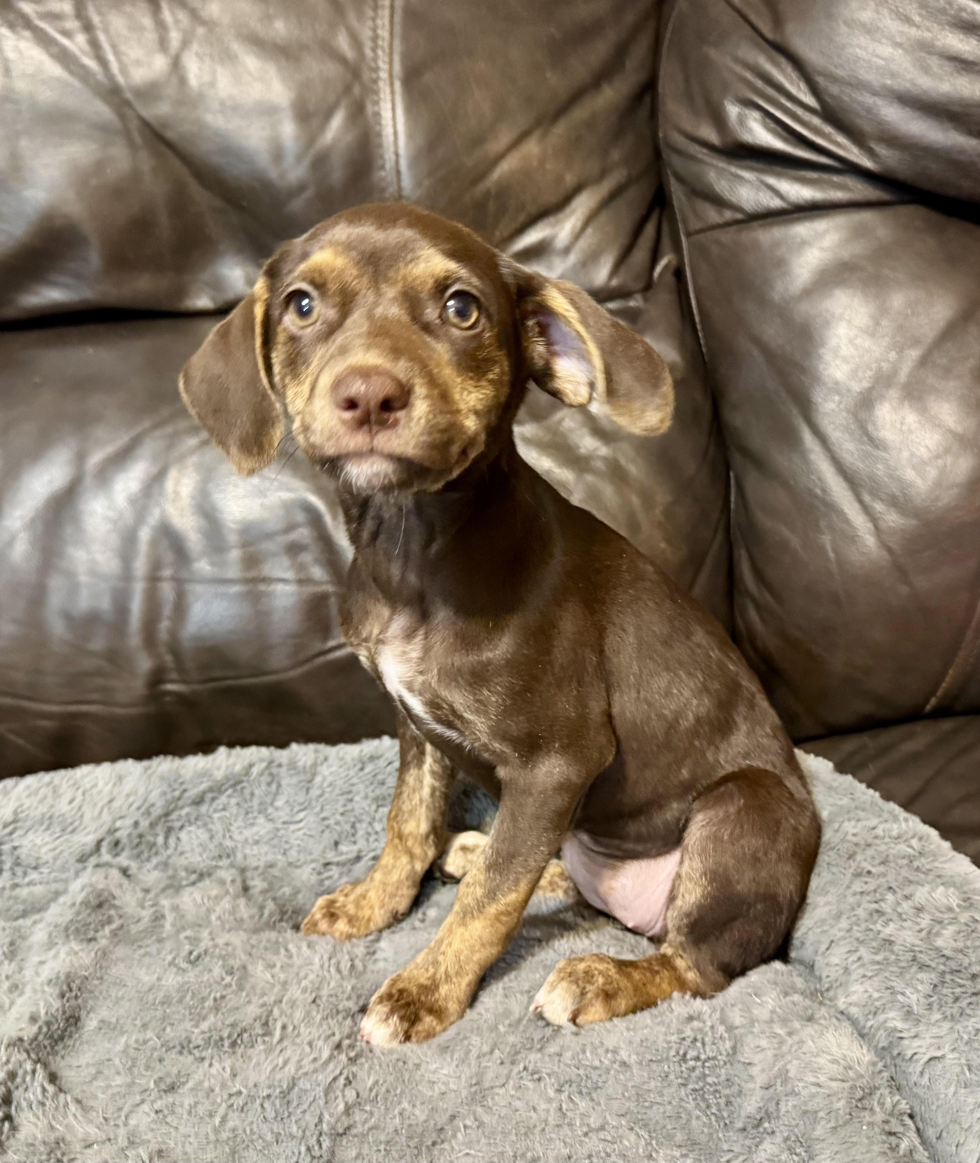 Violet, a ADOPTABLE mixed breed in Maiden, NC image 2/5