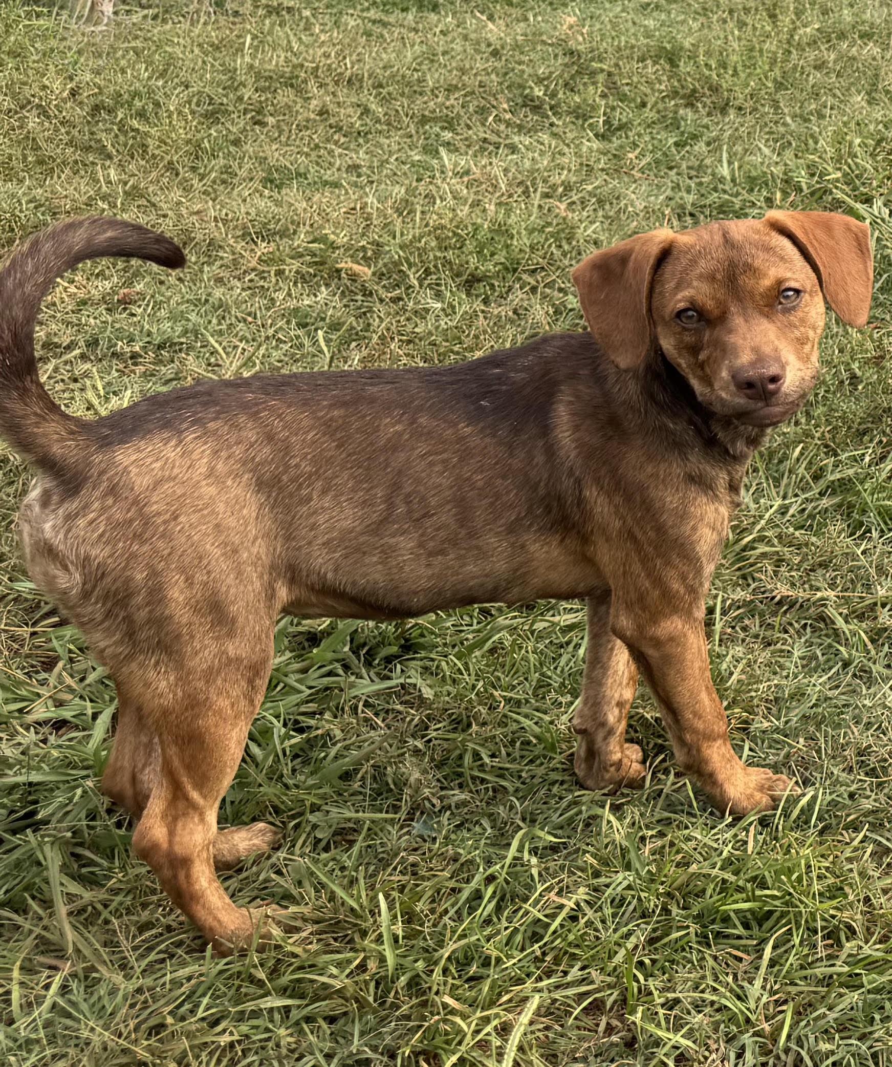 Enlarge Violet, a ADOPTABLE mixed breed in Maiden, NC image 1/6