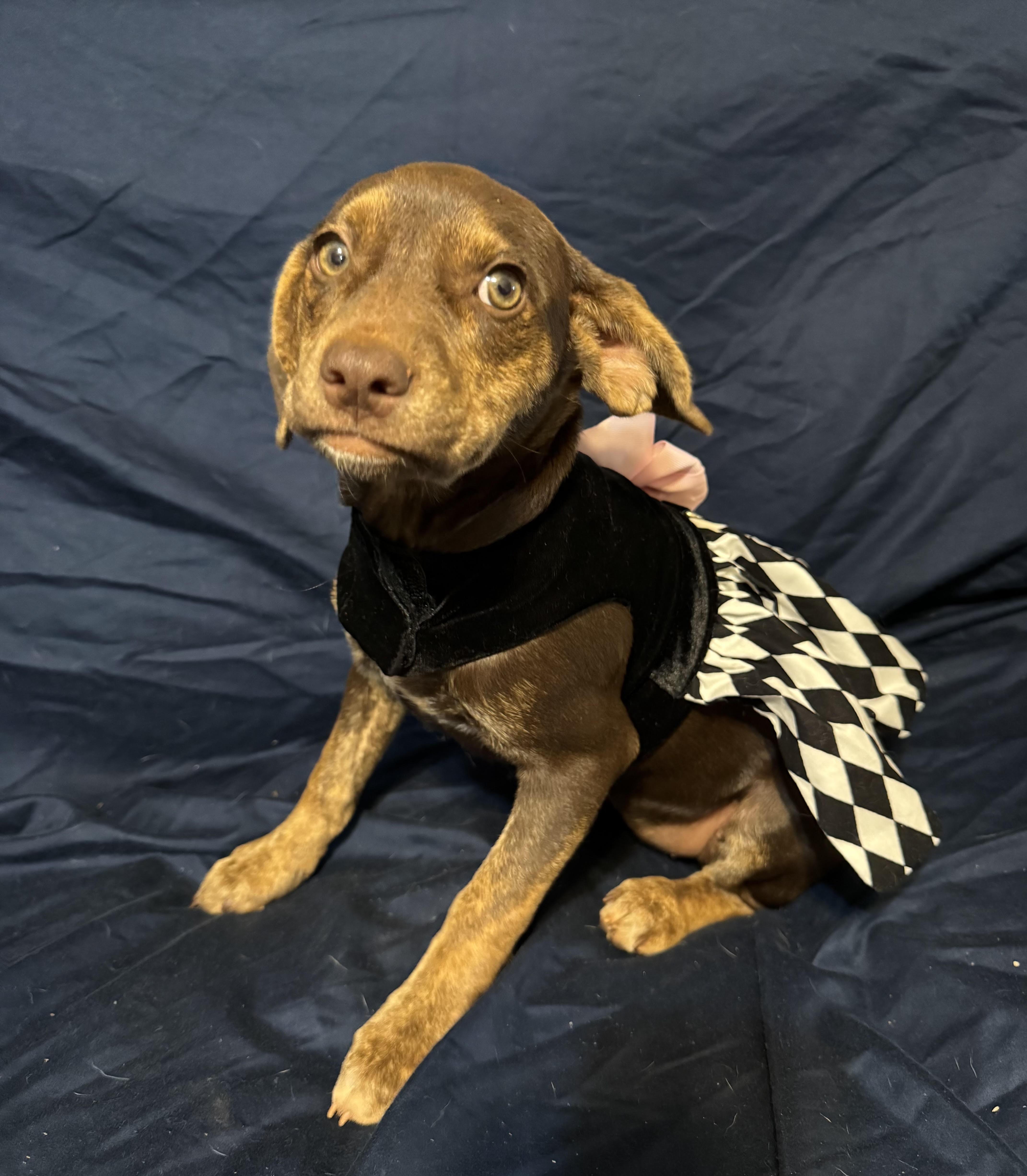 Violet, a ADOPTABLE mixed breed in Maiden, NC image 1/5