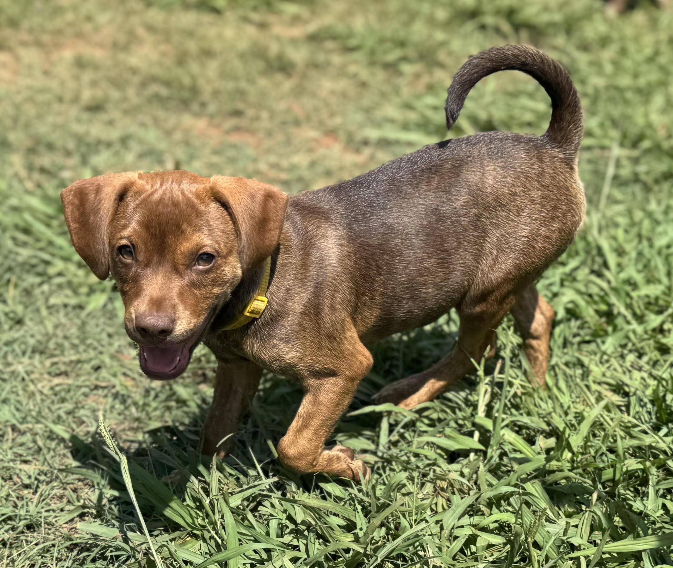 Violet, a ADOPTABLE mixed breed in Maiden, NC image 2/5