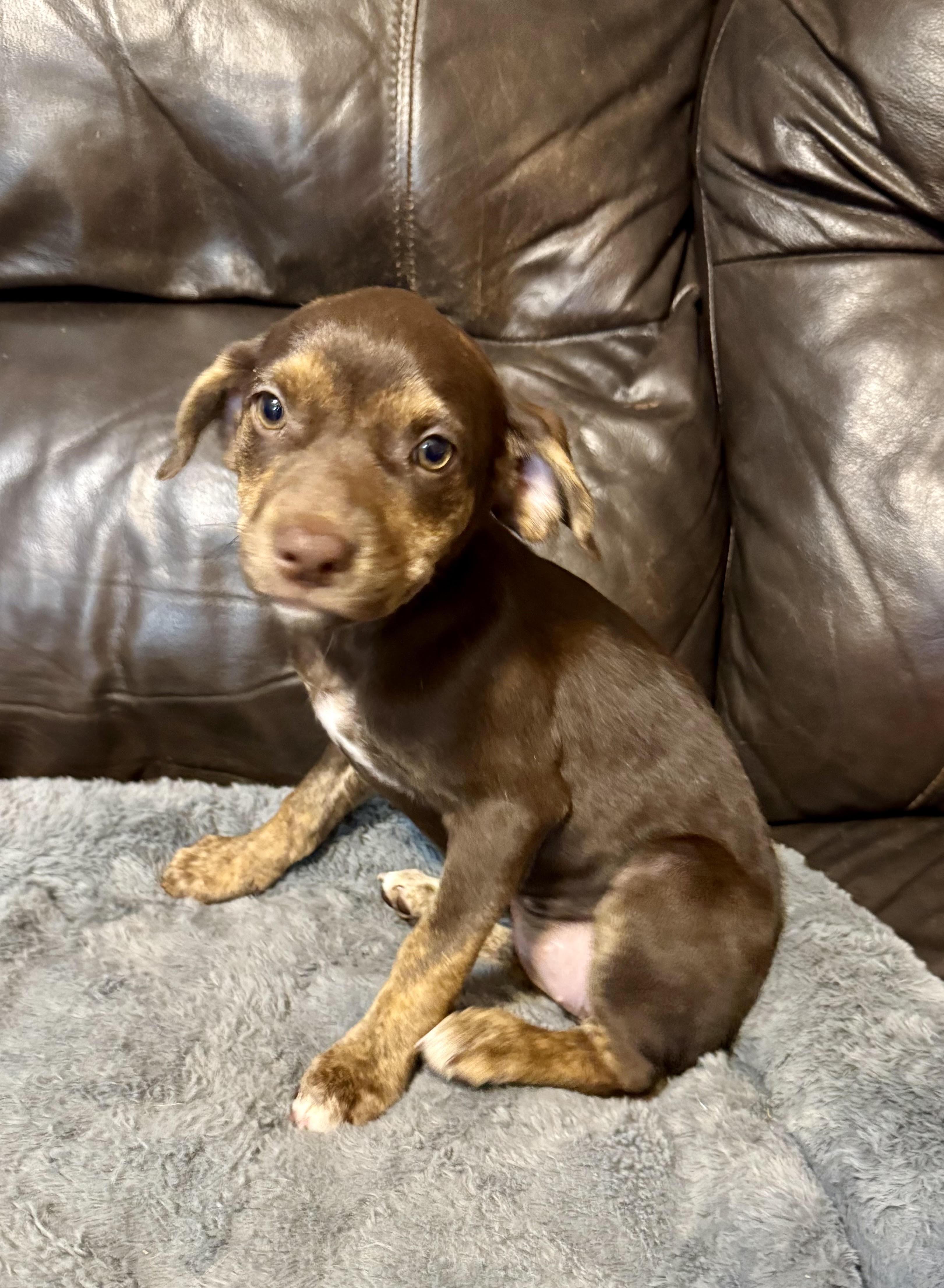 Violet, a ADOPTABLE mixed breed in Maiden, NC image 3/5