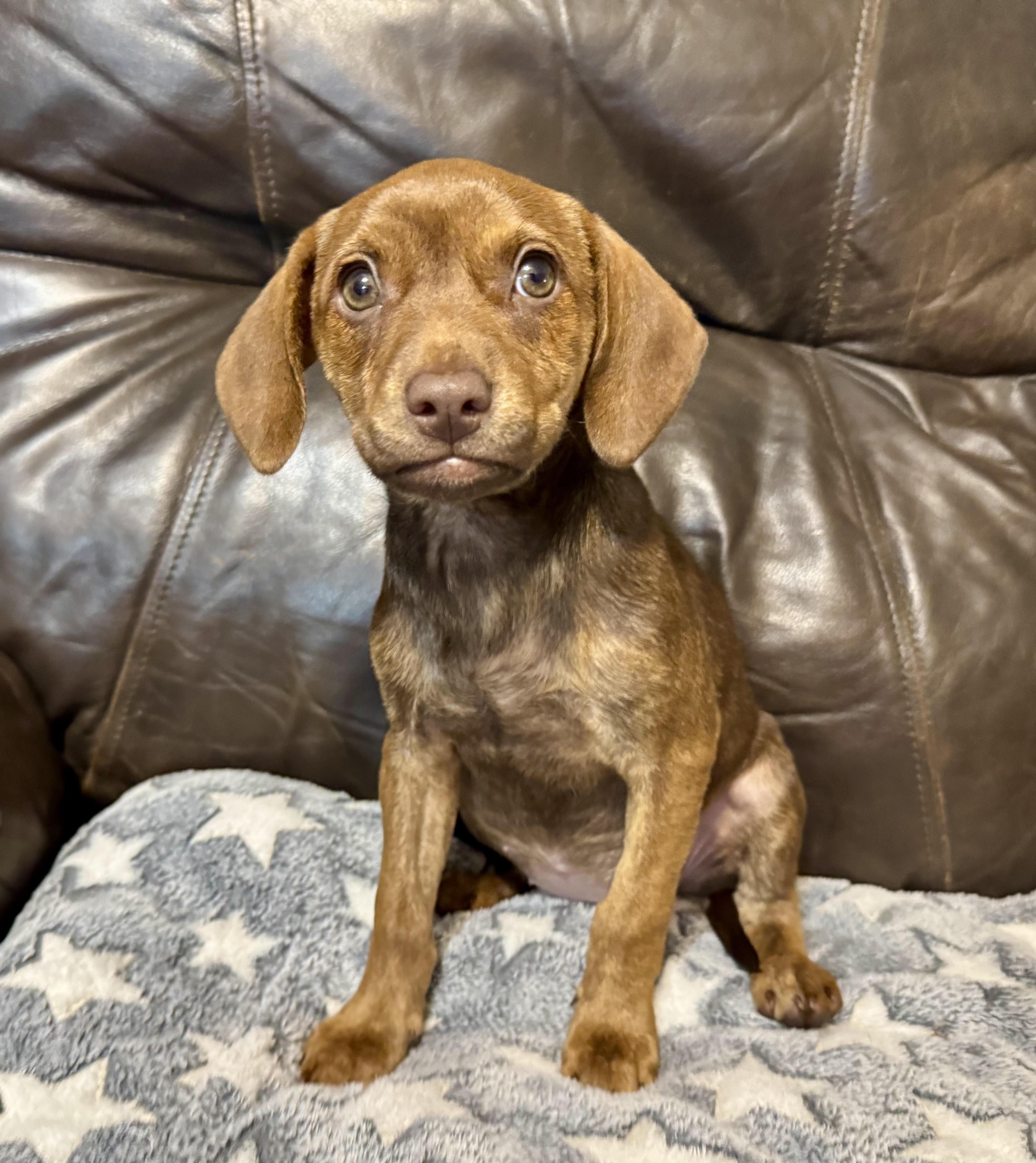 Violet, a ADOPTABLE mixed breed in Maiden, NC image 1/5