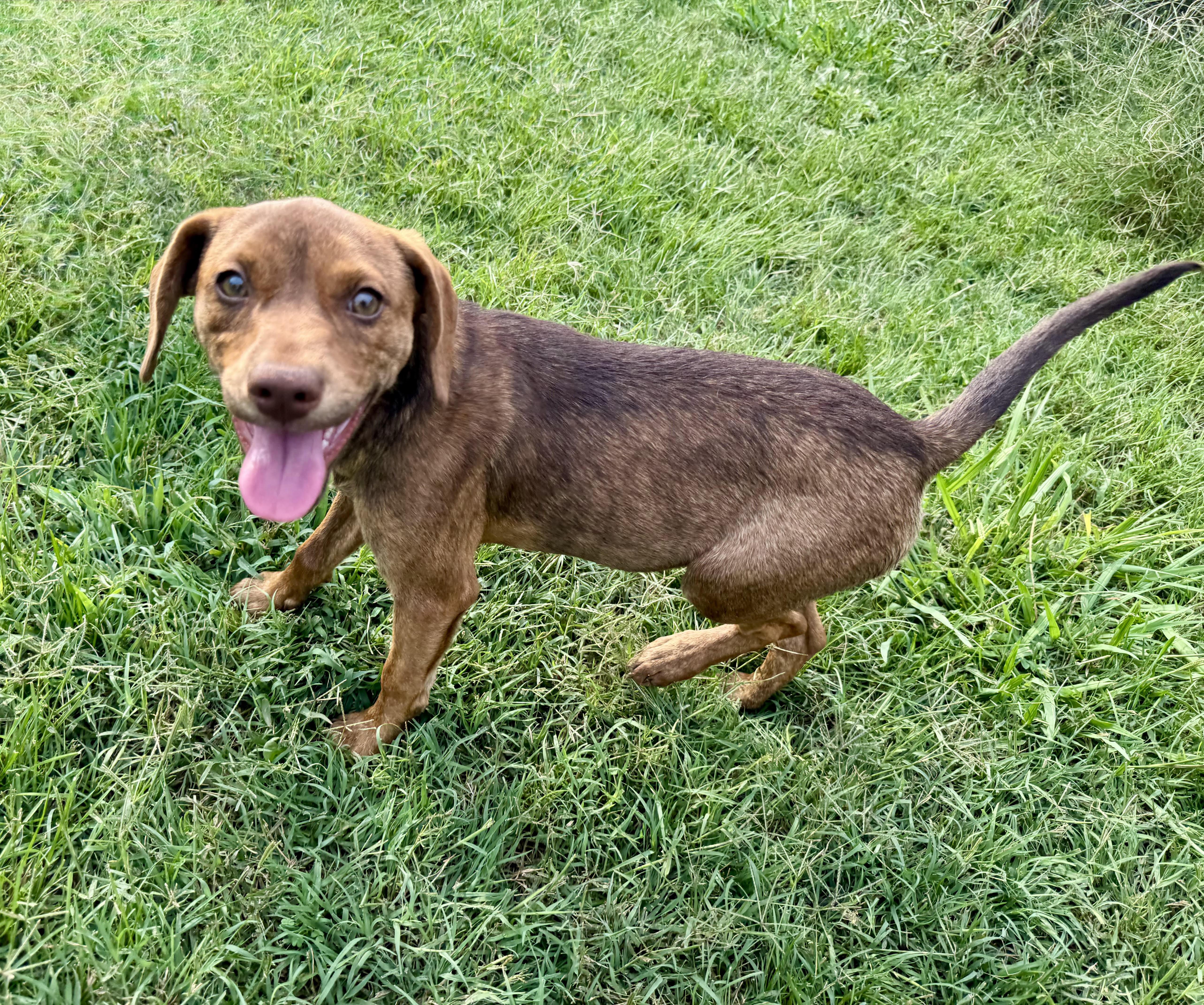 Enlarge Violet, a ADOPTABLE mixed breed in Maiden, NC image 5/6
