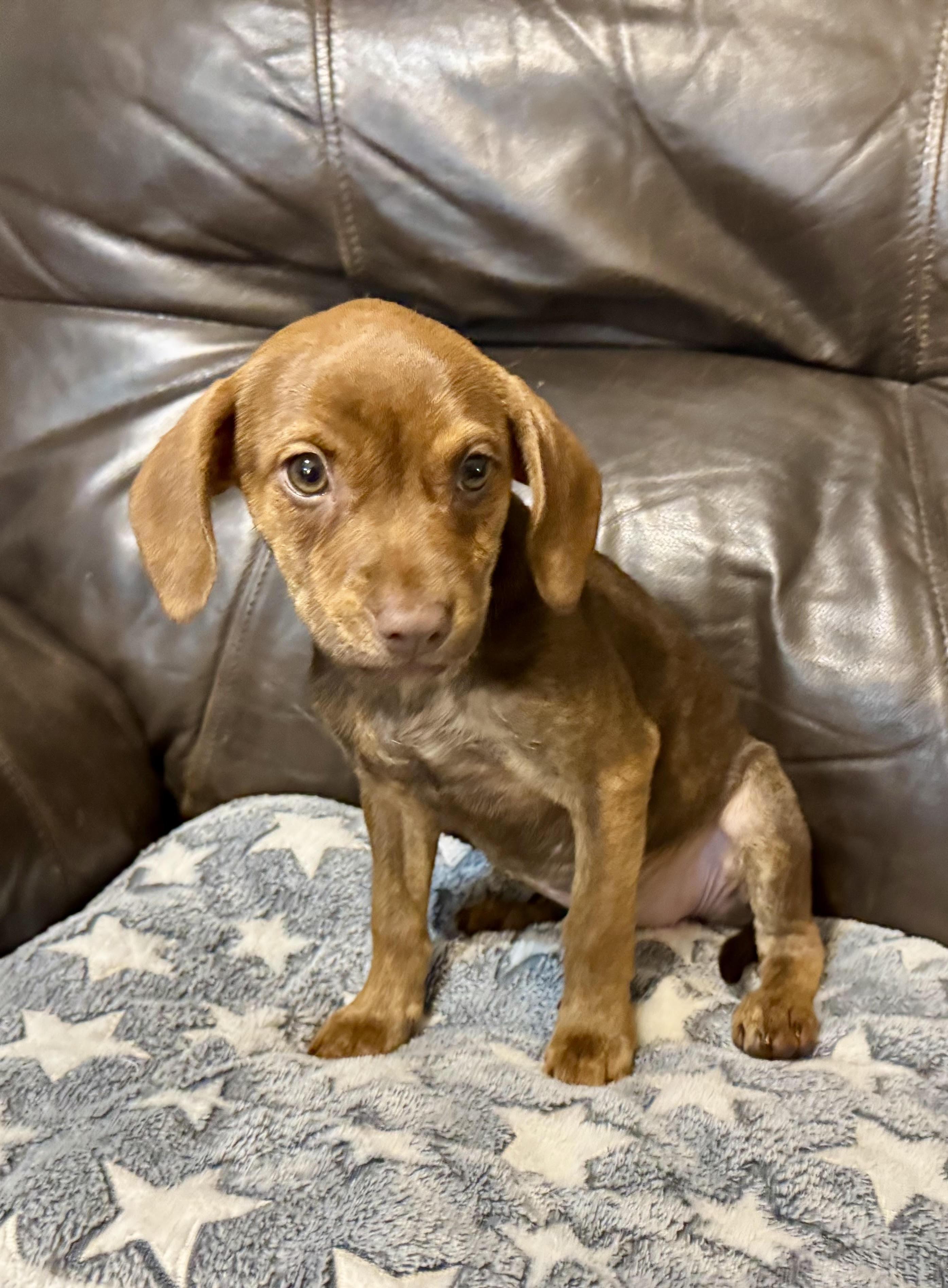 Violet, a ADOPTABLE mixed breed in Maiden, NC image 5/5