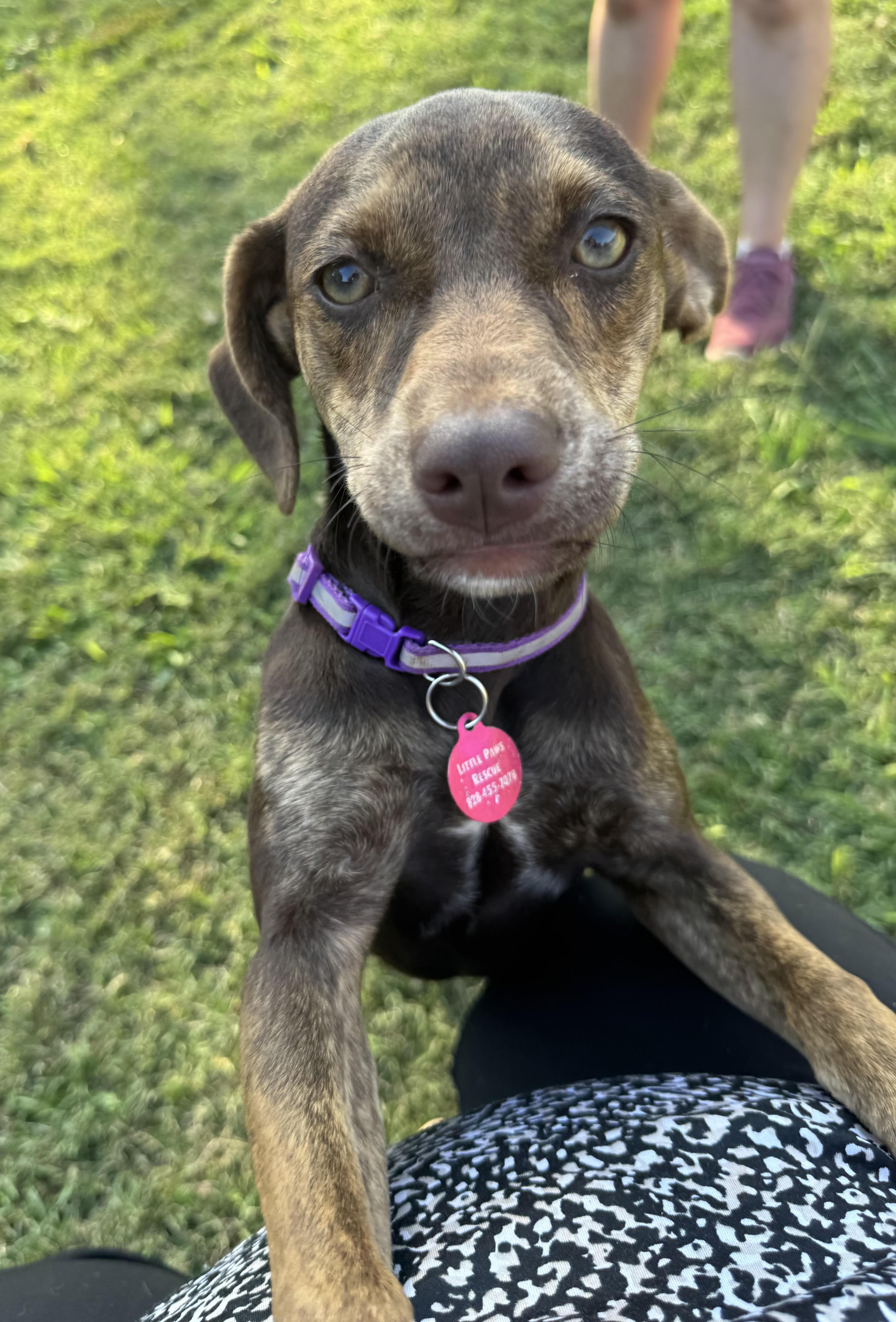 Enlarge Violet, a Adoptable mixed breed in Maiden, NC image 1/5