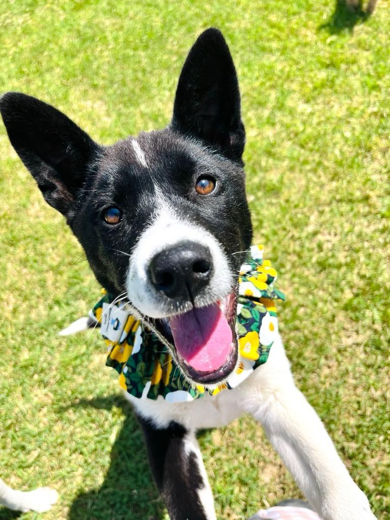 Minnie, an adoptable Jindo, Collie in San Francisco, CA, 94115 | Photo Image 1