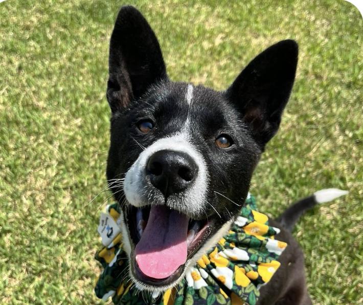 Minnie, an adoptable Jindo, Collie in San Francisco, CA, 94115 | Photo Image 2