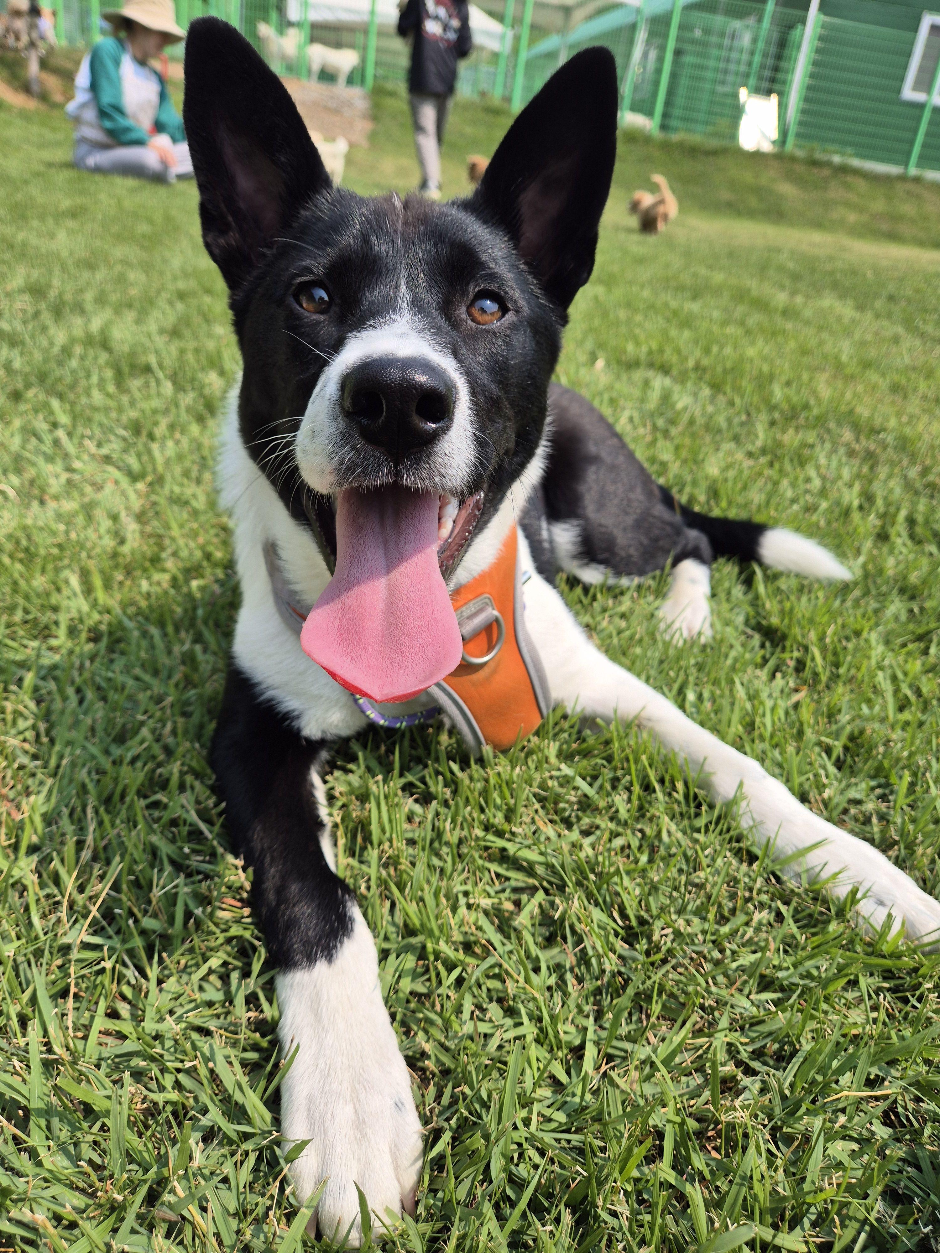 Minnie, an adoptable Jindo, Collie in San Francisco, CA, 94115 | Photo Image 3