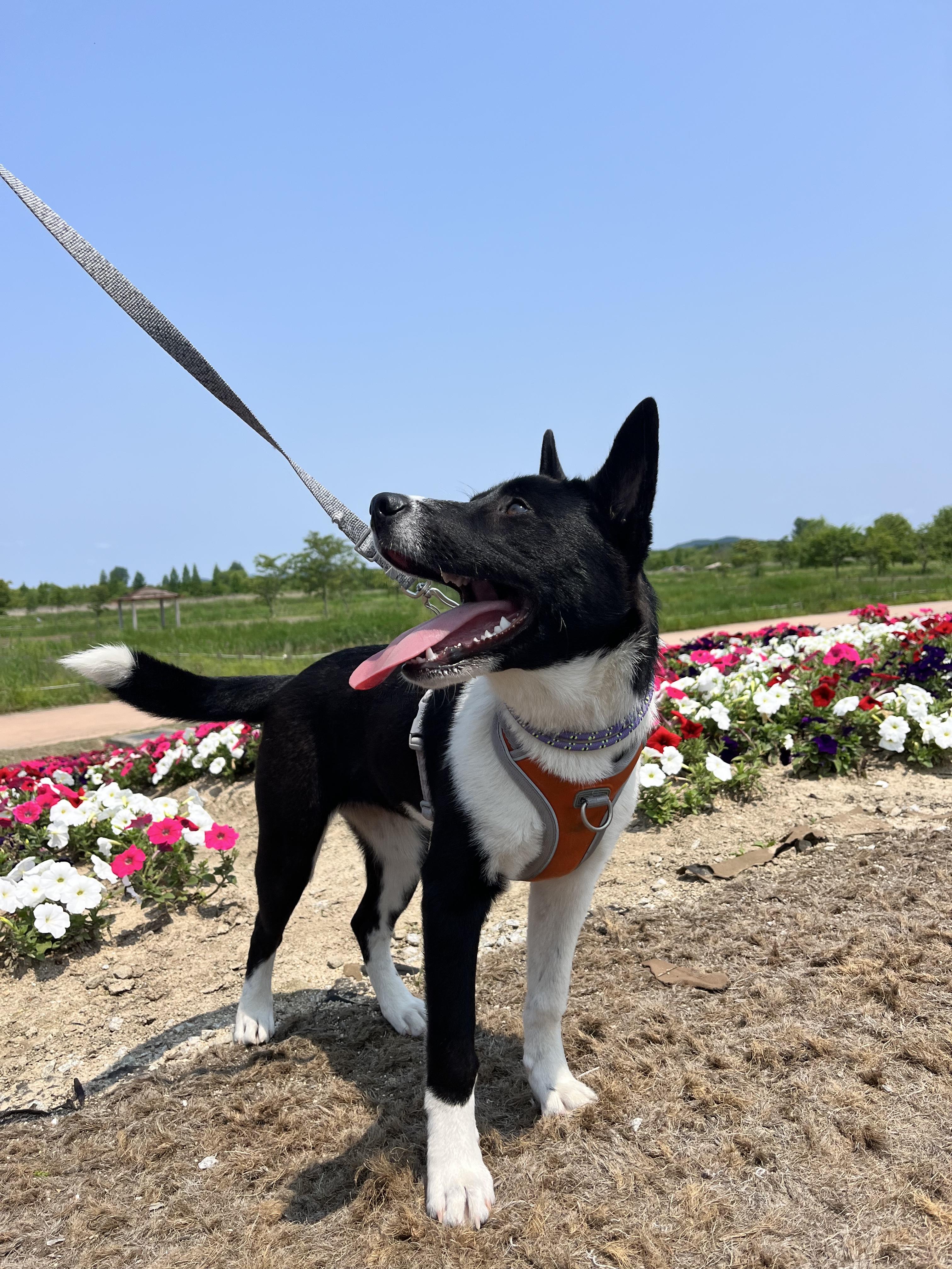 Minnie, an adoptable Jindo, Collie in San Francisco, CA, 94115 | Photo Image 4