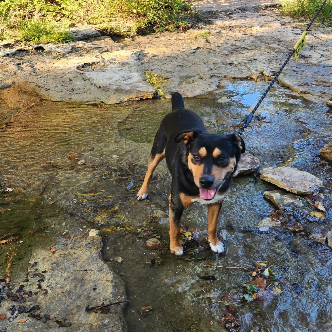 Enlarge Saro, a Adoptable mixed breed in Pflugerville, TX image 2/6