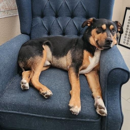 Enlarge Saro, a Adoptable mixed breed in Pflugerville, TX image 6/6