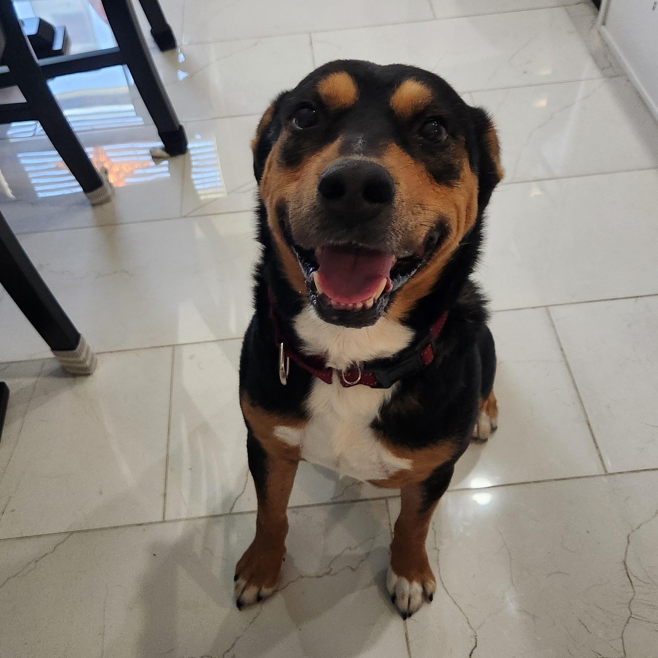 Saro, Adoptable, Adult Male Rottweiler.