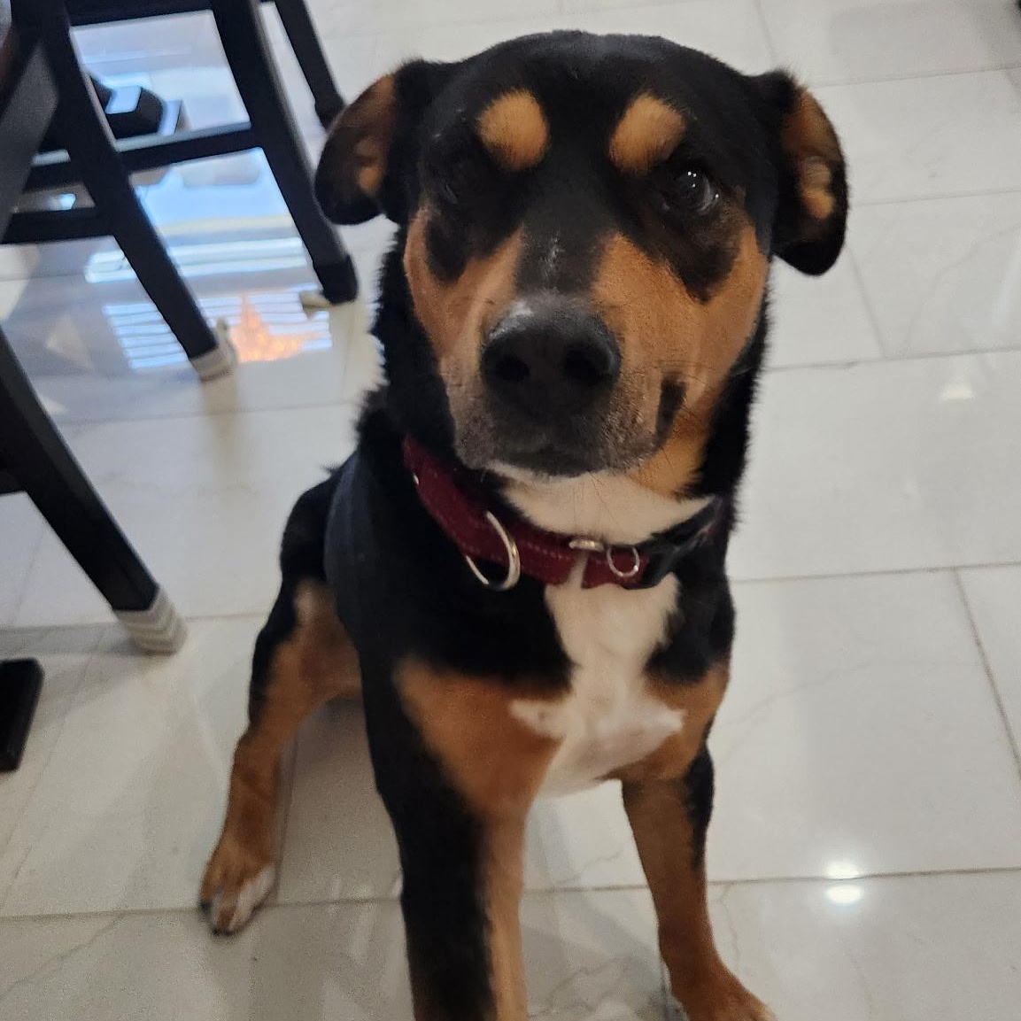 Enlarge Saro, a Adoptable mixed breed in Pflugerville, TX image 3/6