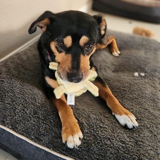 Enlarge Saro, a Adoptable mixed breed in Pflugerville, TX image 5/6