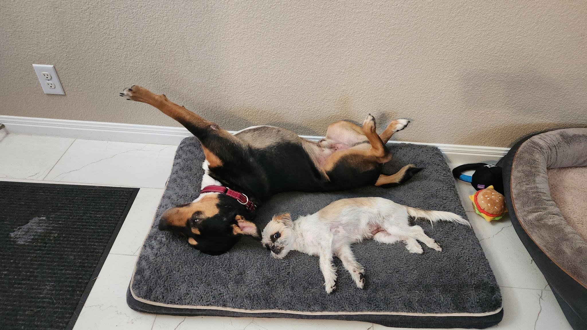 Enlarge Saro, a Adoptable mixed breed in Pflugerville, TX image 4/6