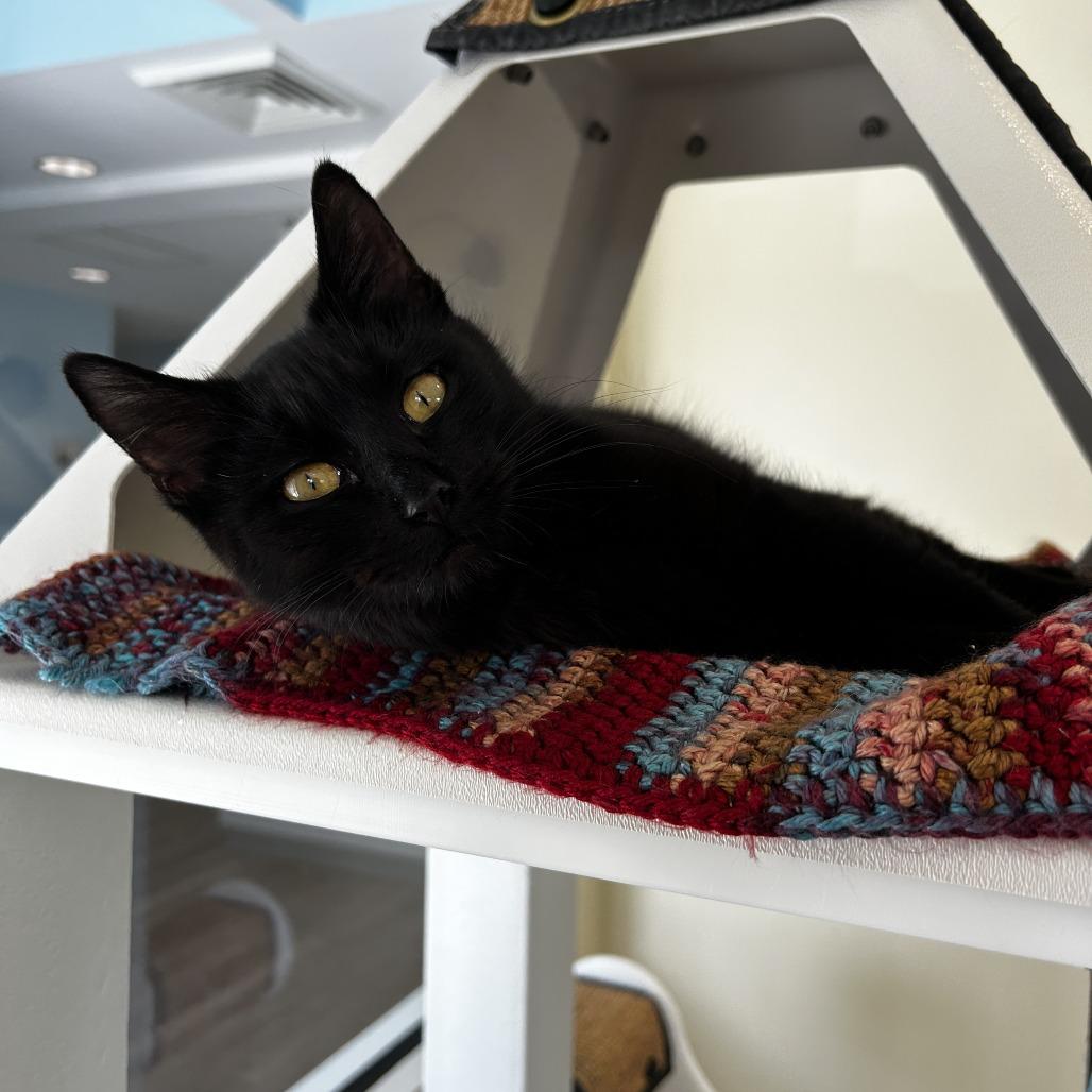 Selkie, Adoptable, Young Female Domestic Short Hair.