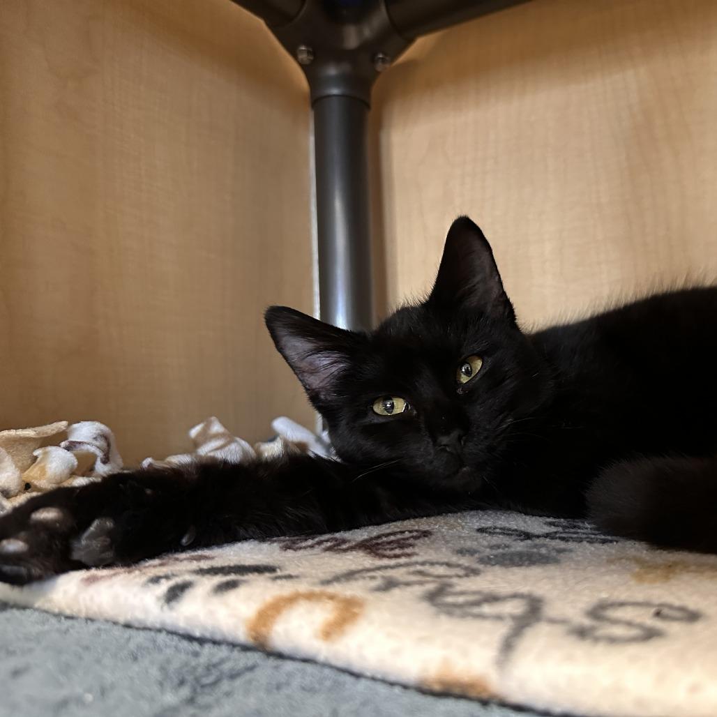 Enlarge Selkie, a Adoptable Domestic Short Hair in Chesapeake, VA image 2/4