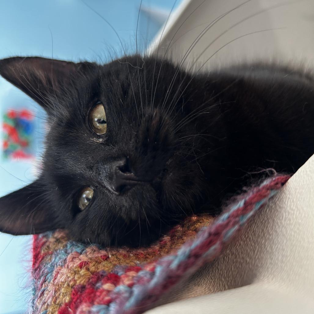 Enlarge Selkie, a Adoptable Domestic Short Hair in Chesapeake, VA image 3/4