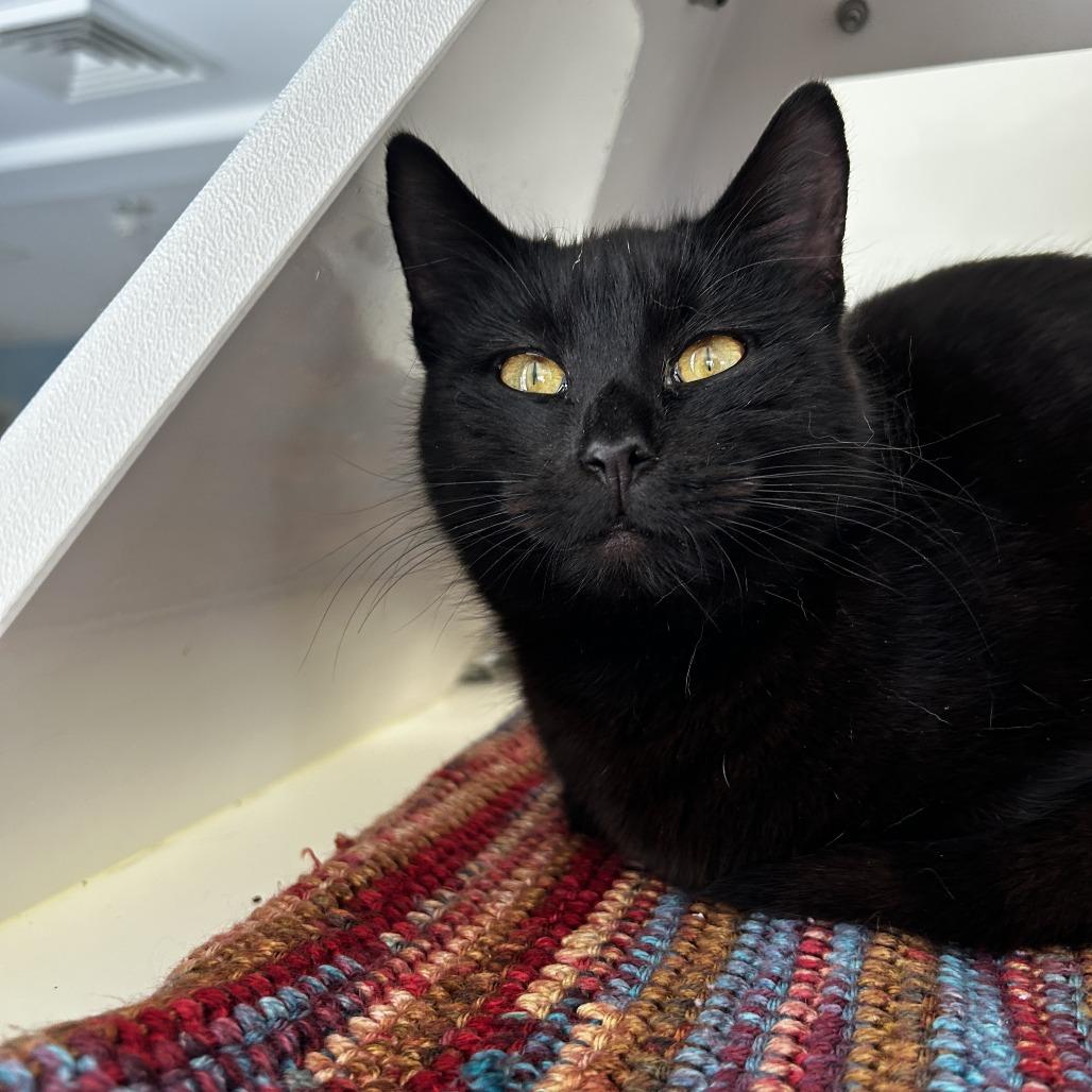 Enlarge Selkie, a Adoptable Domestic Short Hair in Chesapeake, VA image 4/4