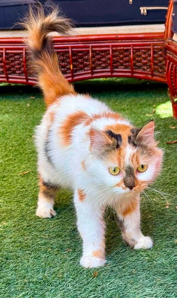 Enlarge Camilla, a Adoptable mixed breed in WOLCOTT, CT image 2/4
