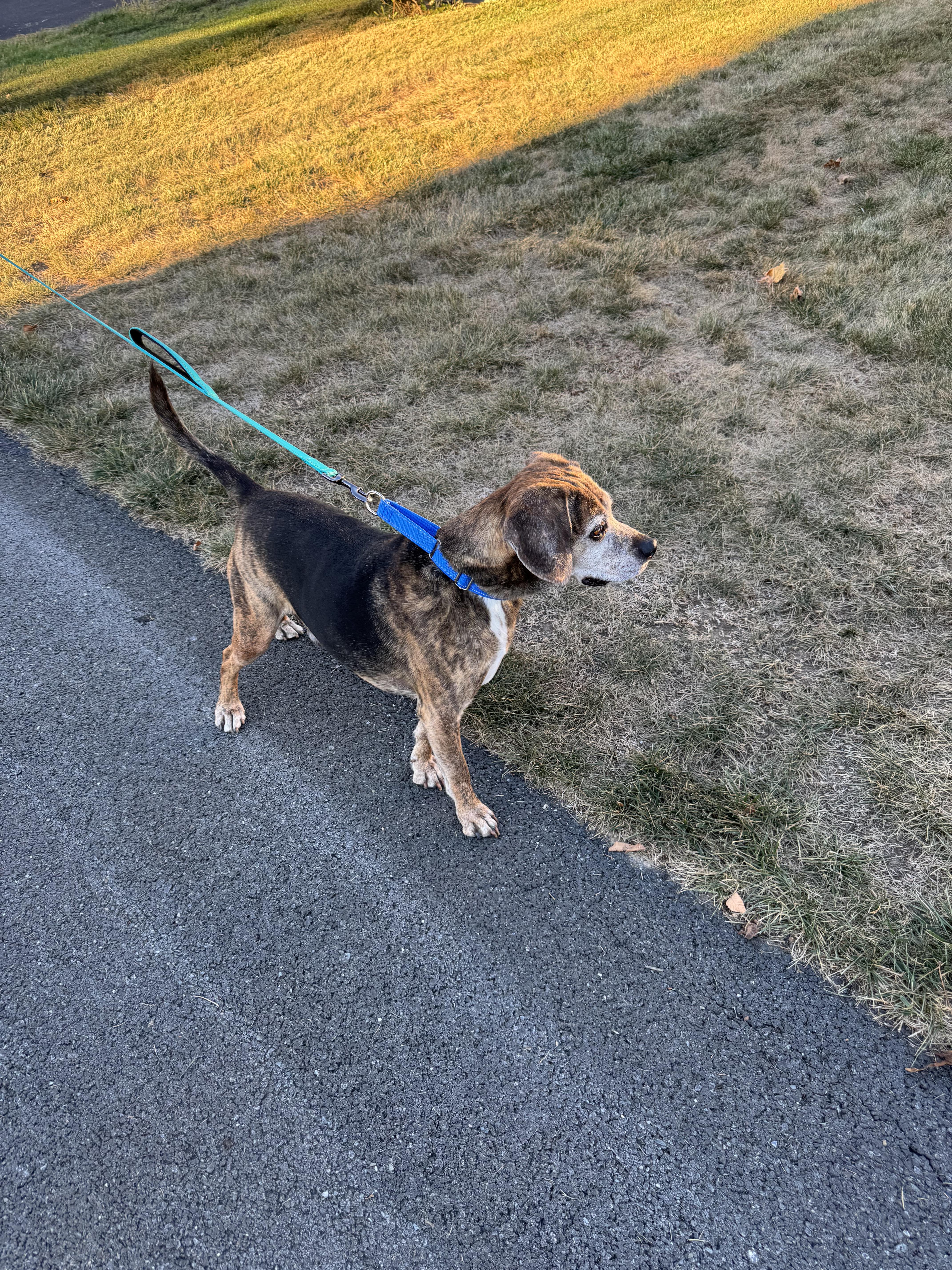 Joey Tribbiani, a Adoptable Beagle in Athens, NY image 2/5