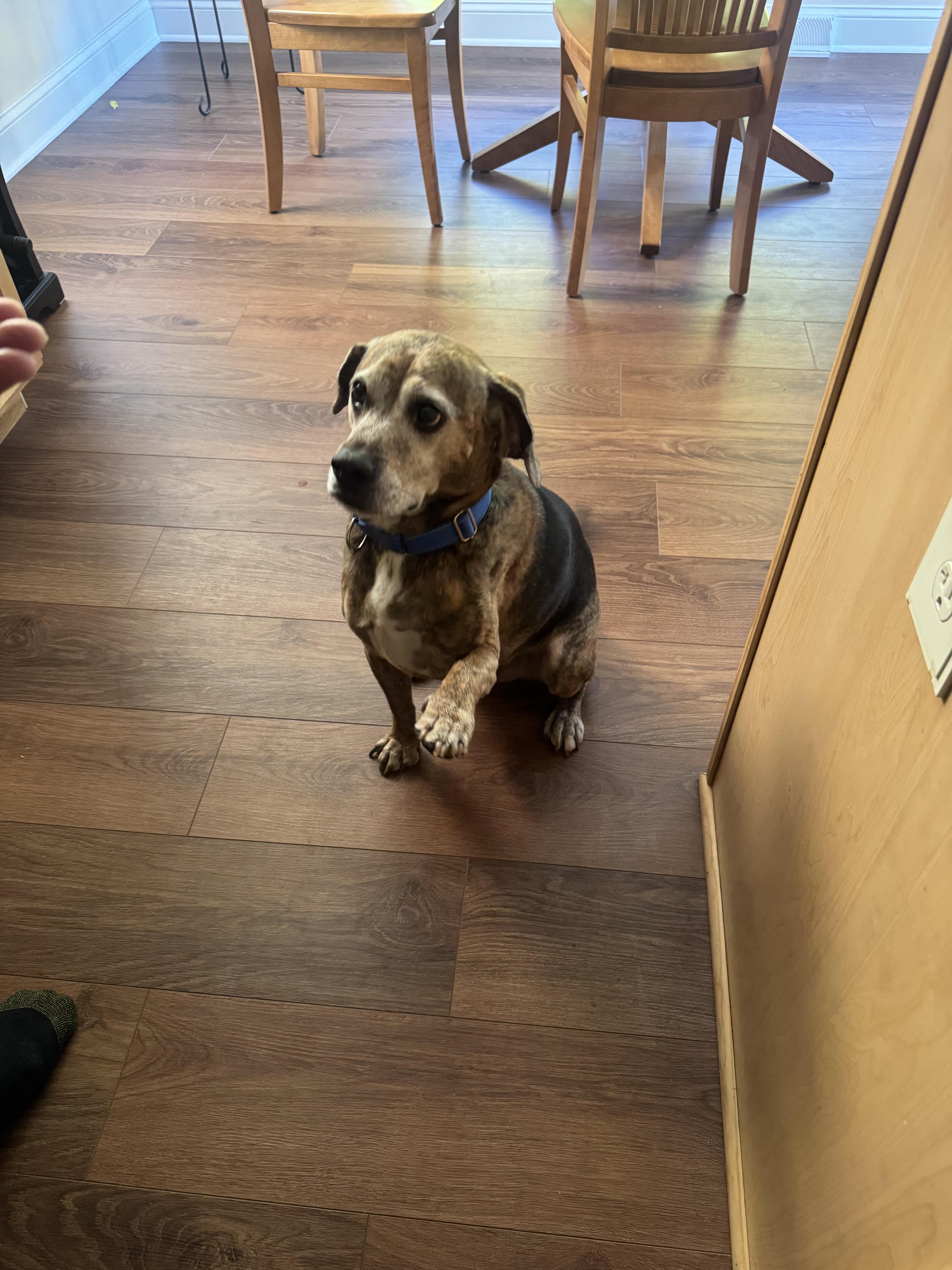 Joey Tribbiani, a Adoptable Beagle in Athens, NY image 3/5