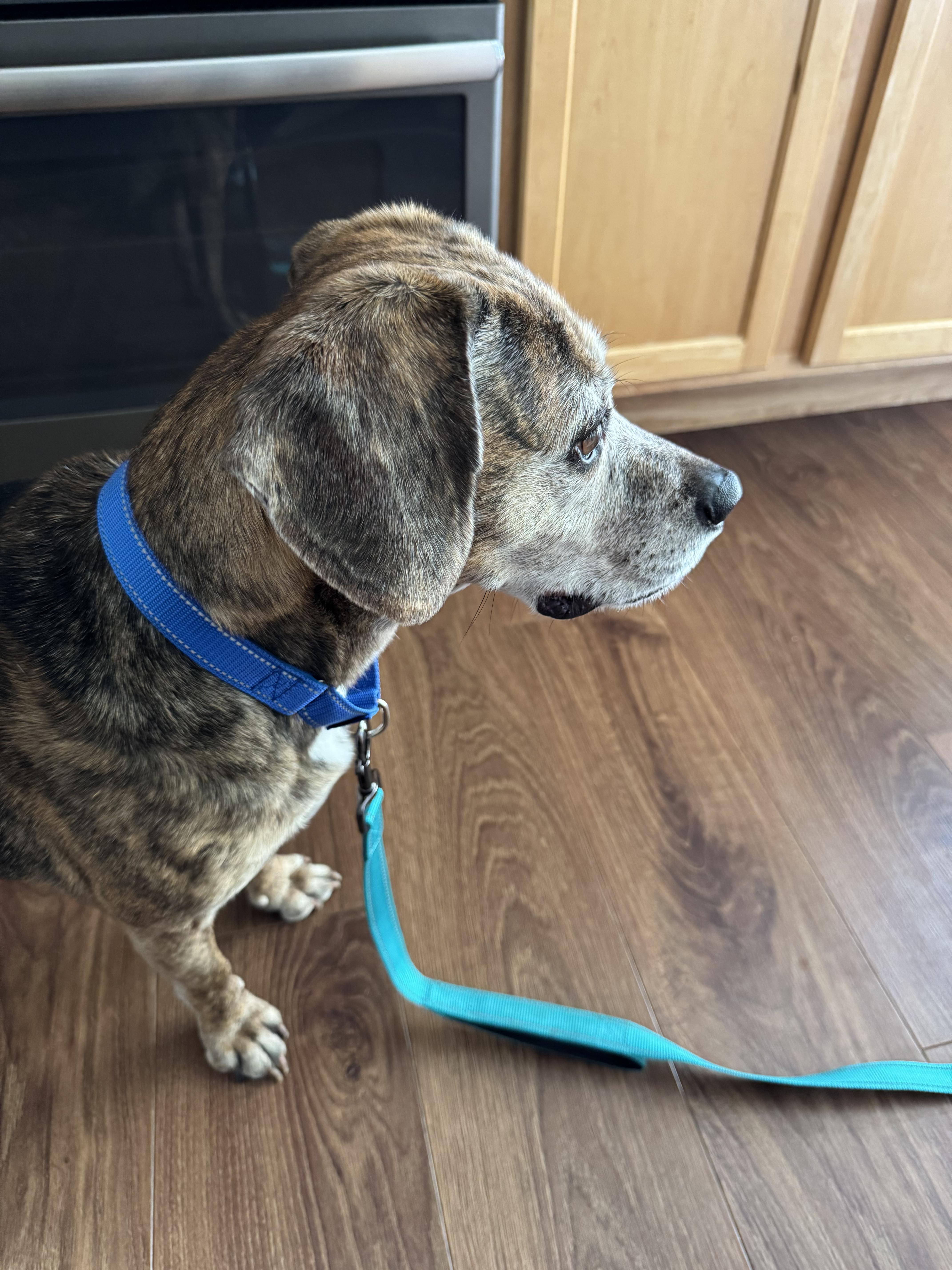 Joey Tribbiani, a Adoptable Beagle in Athens, NY image 4/5