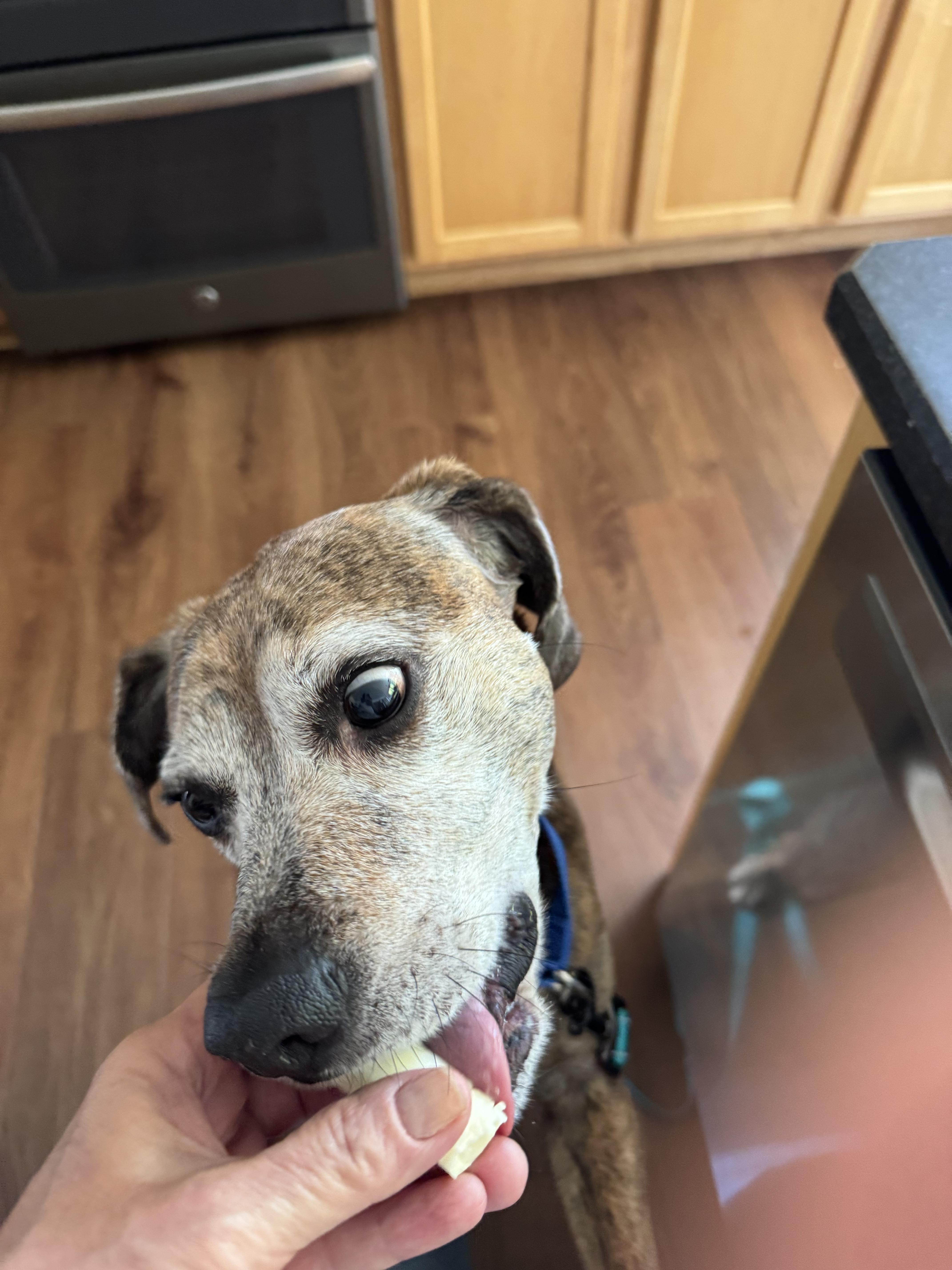 Joey Tribbiani, a Adoptable Beagle in Athens, NY image 5/5
