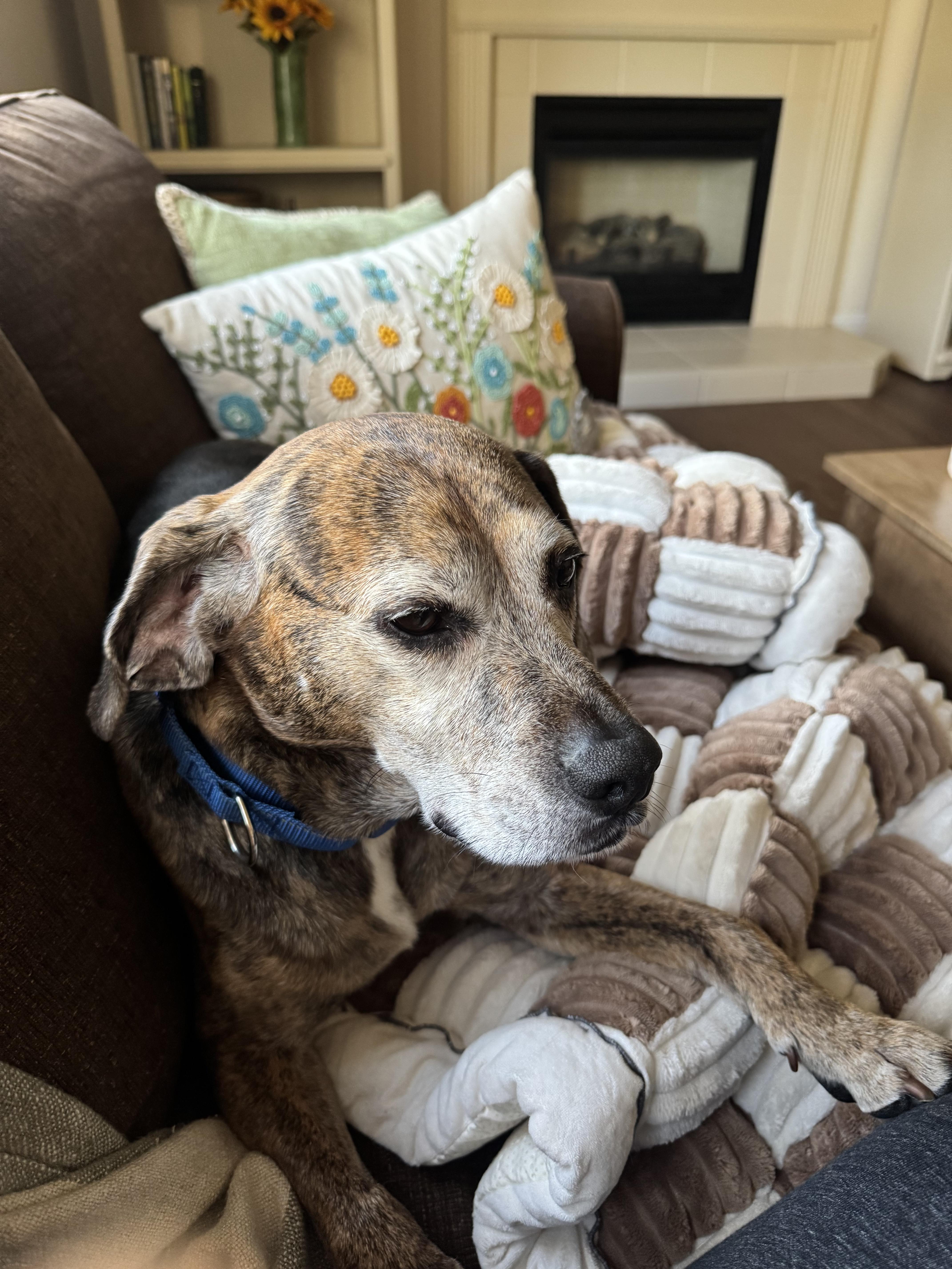 Joey Tribbiani, Adoptable, Adult Male Beagle.